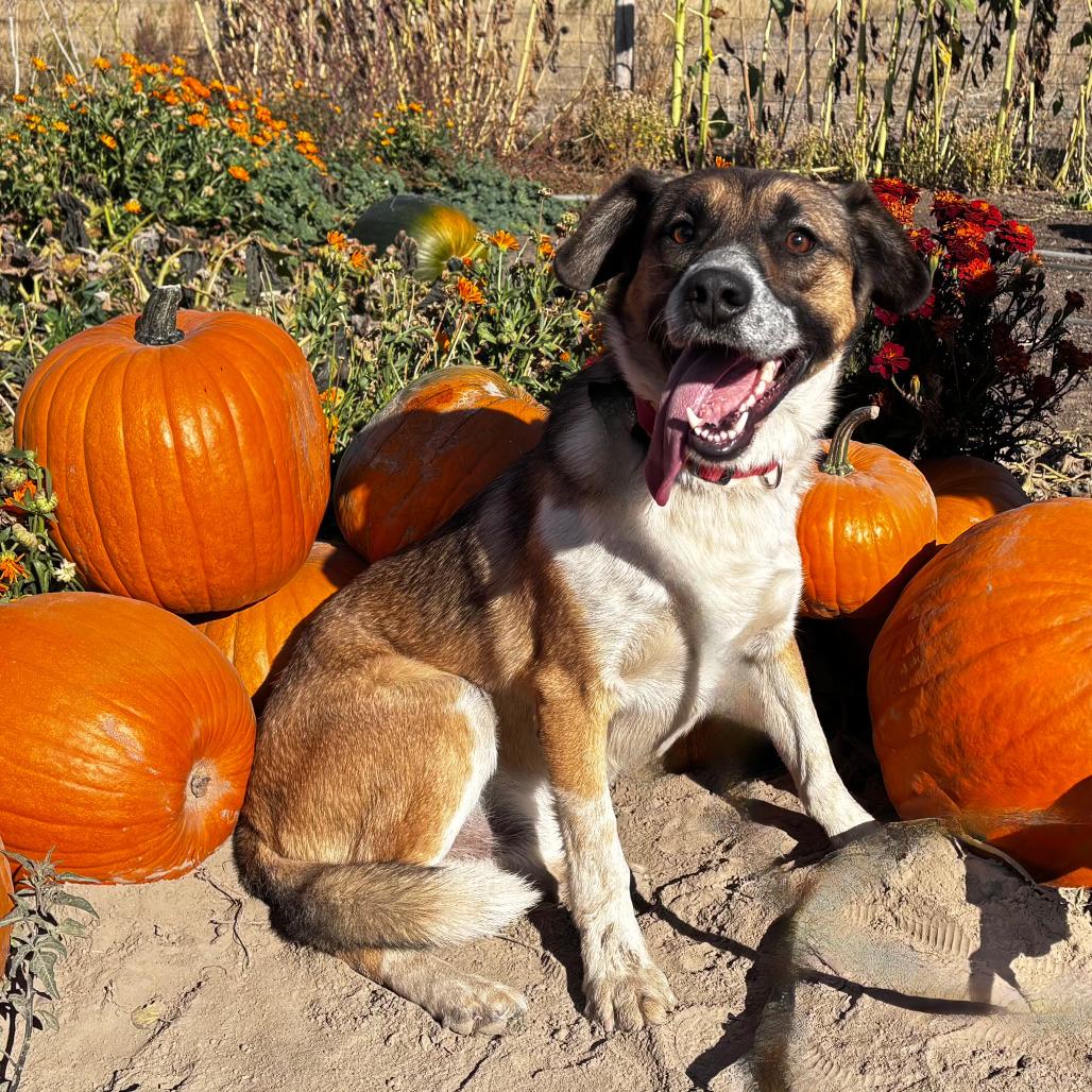 Chev, Adoptable, Adult Male Cattle Dog.
