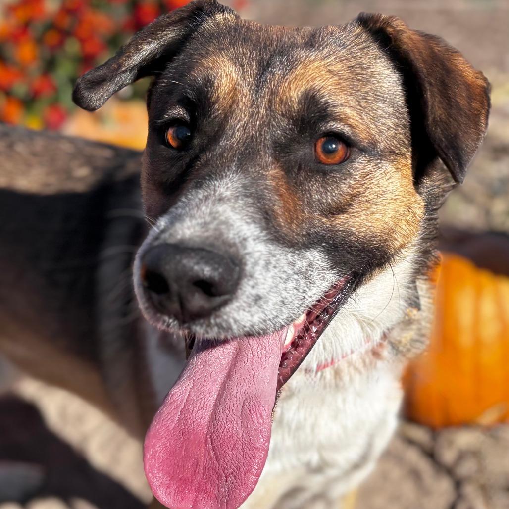 Enlarge Chev, a Adoptable Cattle Dog in TONASKET, WA image 2/4