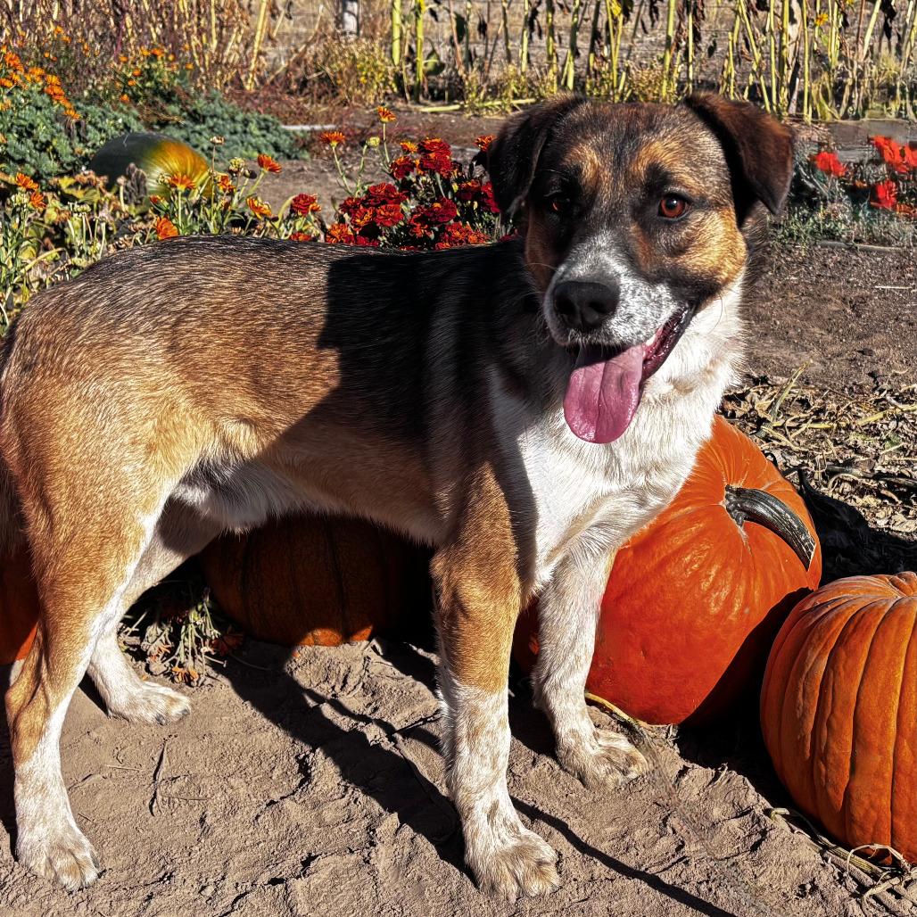 Enlarge Chev, a Adoptable Cattle Dog in TONASKET, WA image 3/4