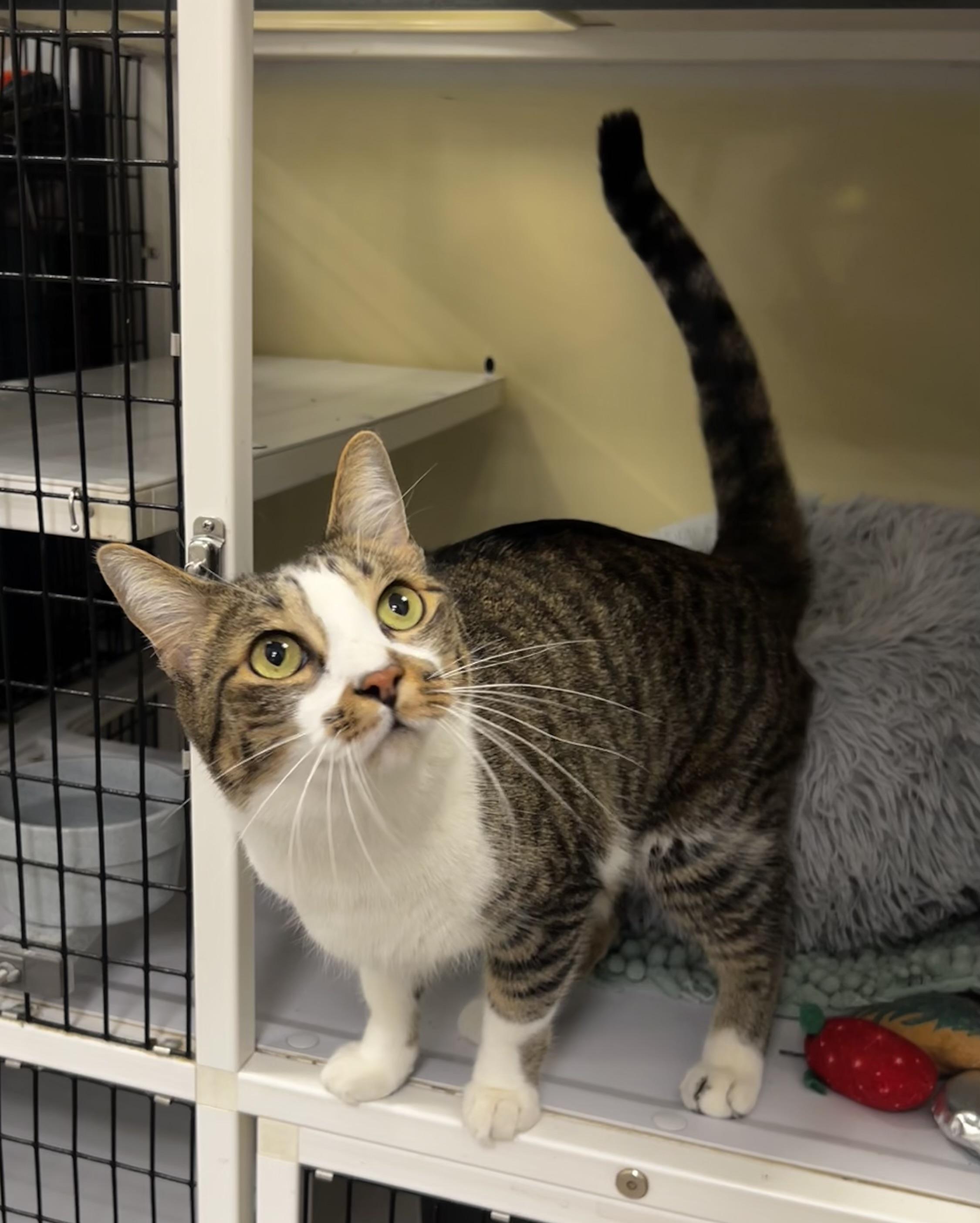 Dash - Riley Fuzzel Petsmart