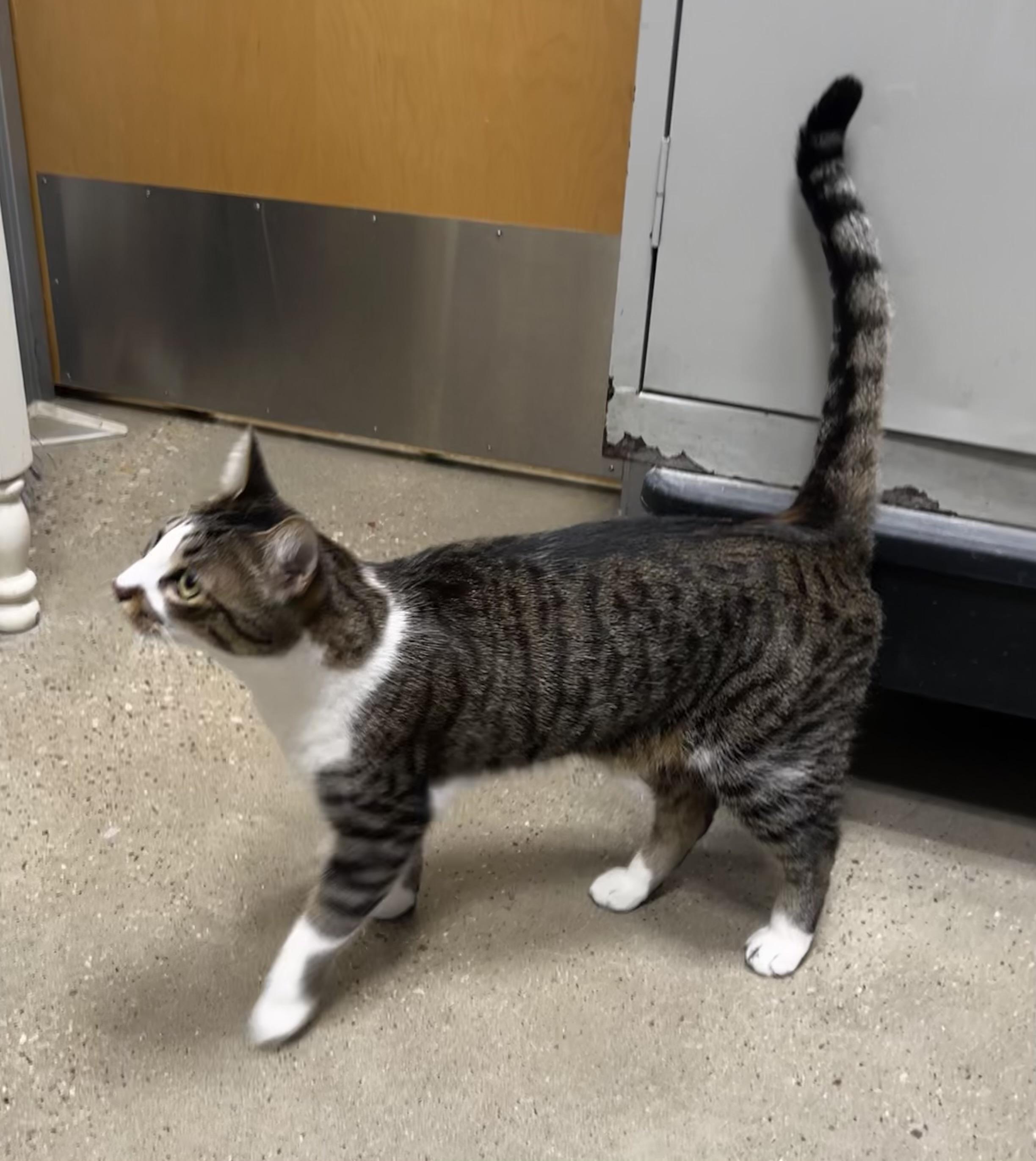 Dash - Riley Fuzzel Petsmart — thumbnail 2