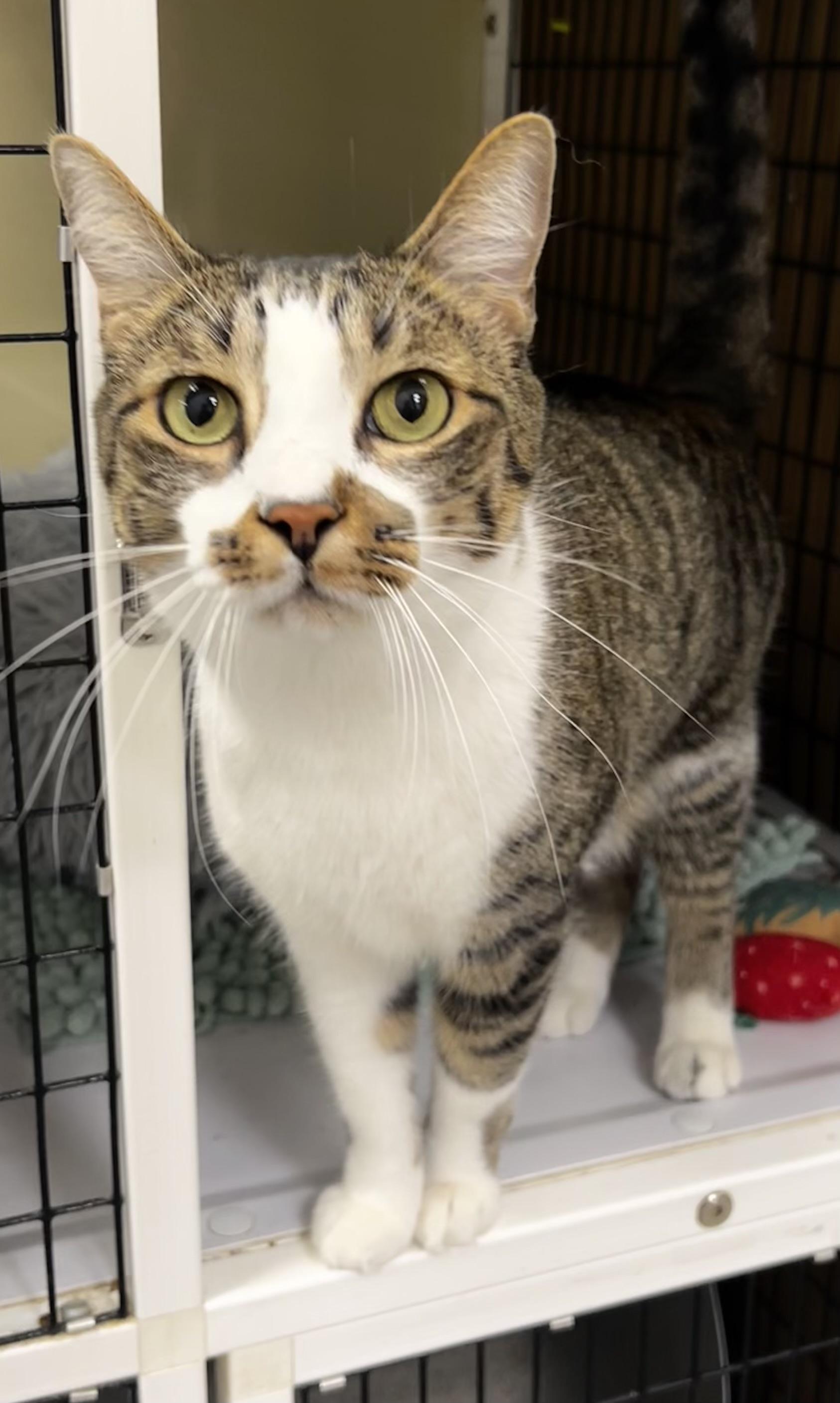 Dash - Riley Fuzzel Petsmart — thumbnail 3