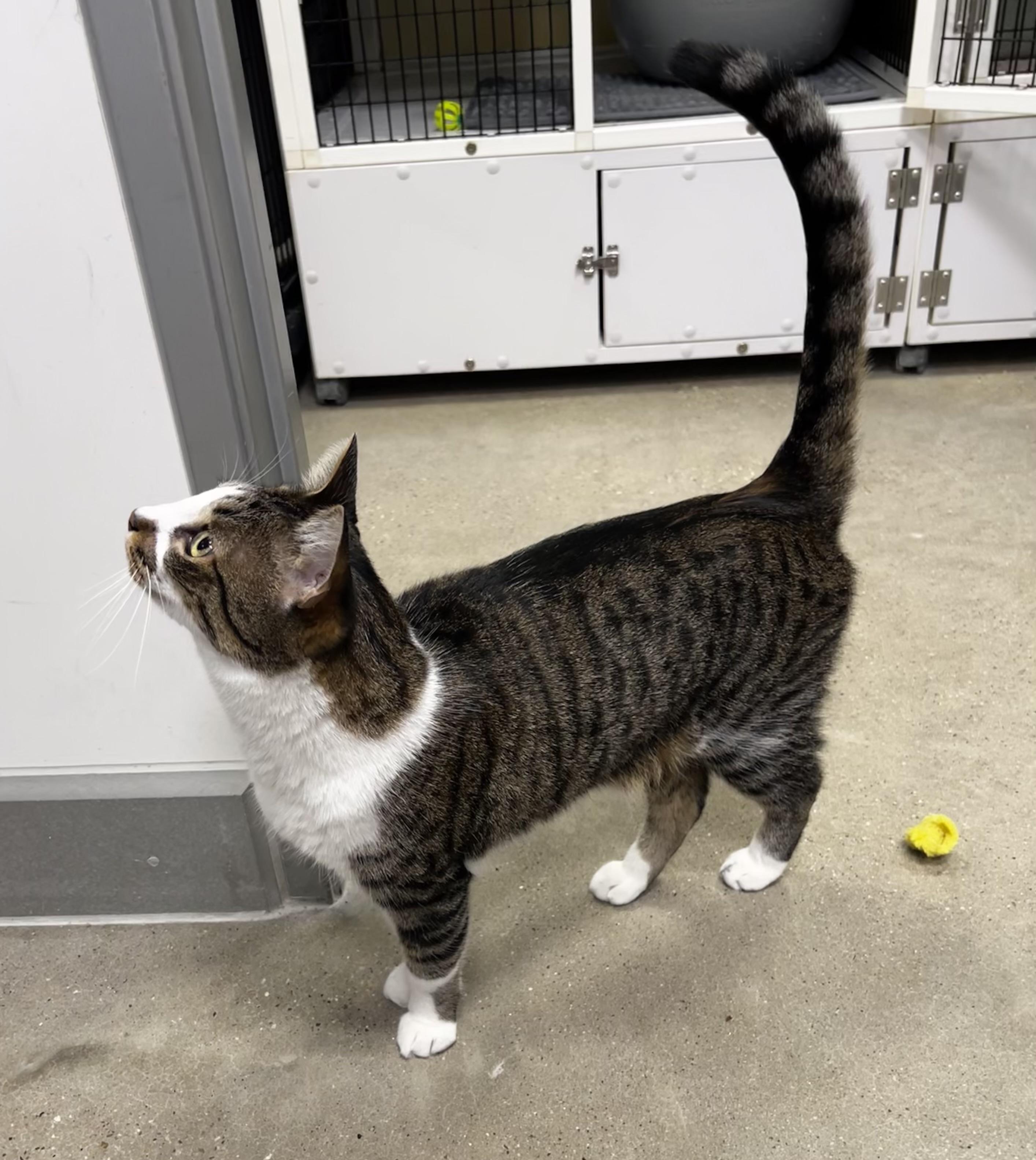 Dash - Riley Fuzzel Petsmart — thumbnail 4