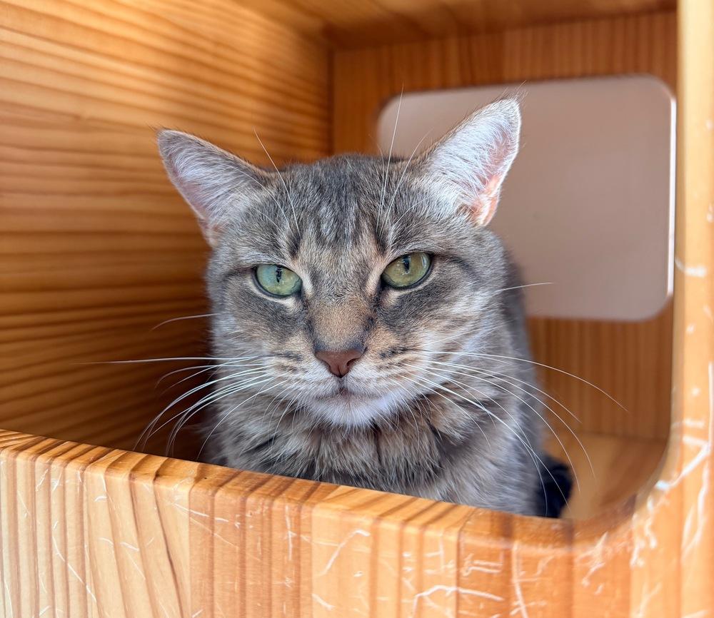 Freya Jean, a Adoptable mixed breed in Milltown, NJ image 3/5