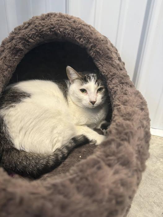 Enlarge BeeBee, a Adoptable mixed breed in Taylorsville, KY image 1/1