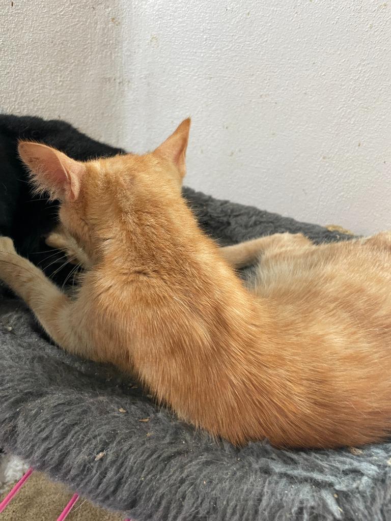 Cheese, Adoptable, Young Male Domestic Short Hair.