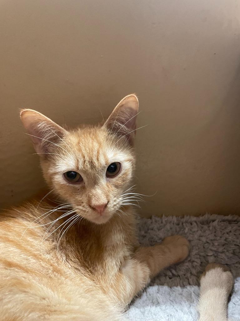 Cheese, a Adoptable mixed breed in New Braunfels, TX image 4/4