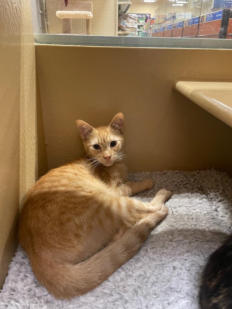 Enlarge Cheese, a Adoptable mixed breed in New Braunfels, TX image 3/4