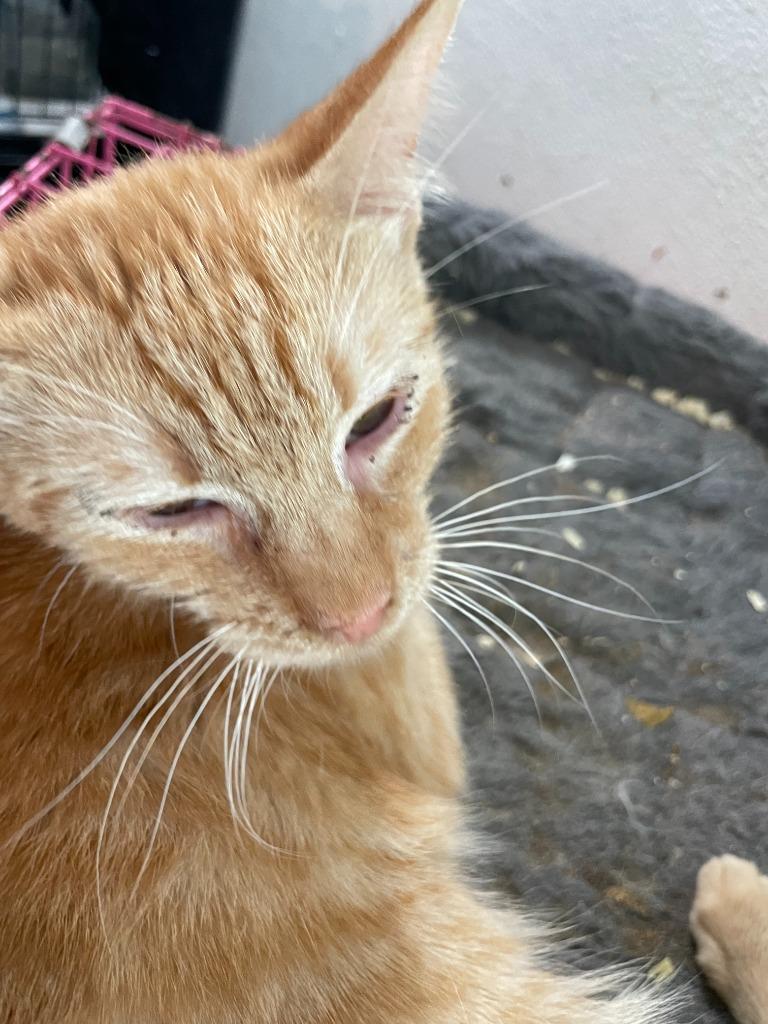 Enlarge Cheese, a Adoptable mixed breed in New Braunfels, TX image 4/4