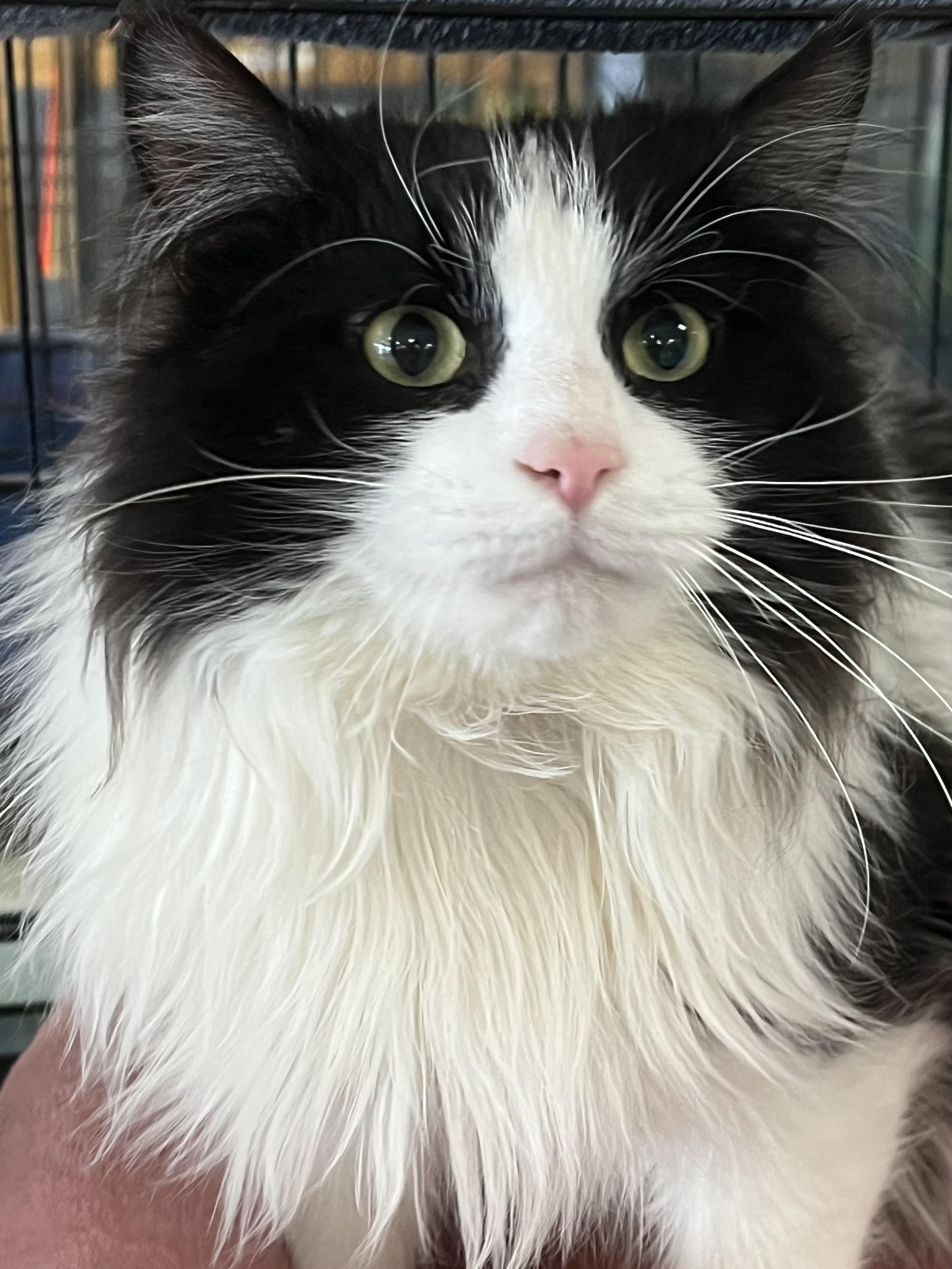 Enlarge Checkers, a ADOPTABLE Domestic Long Hair in Johnston, RI image 5/6