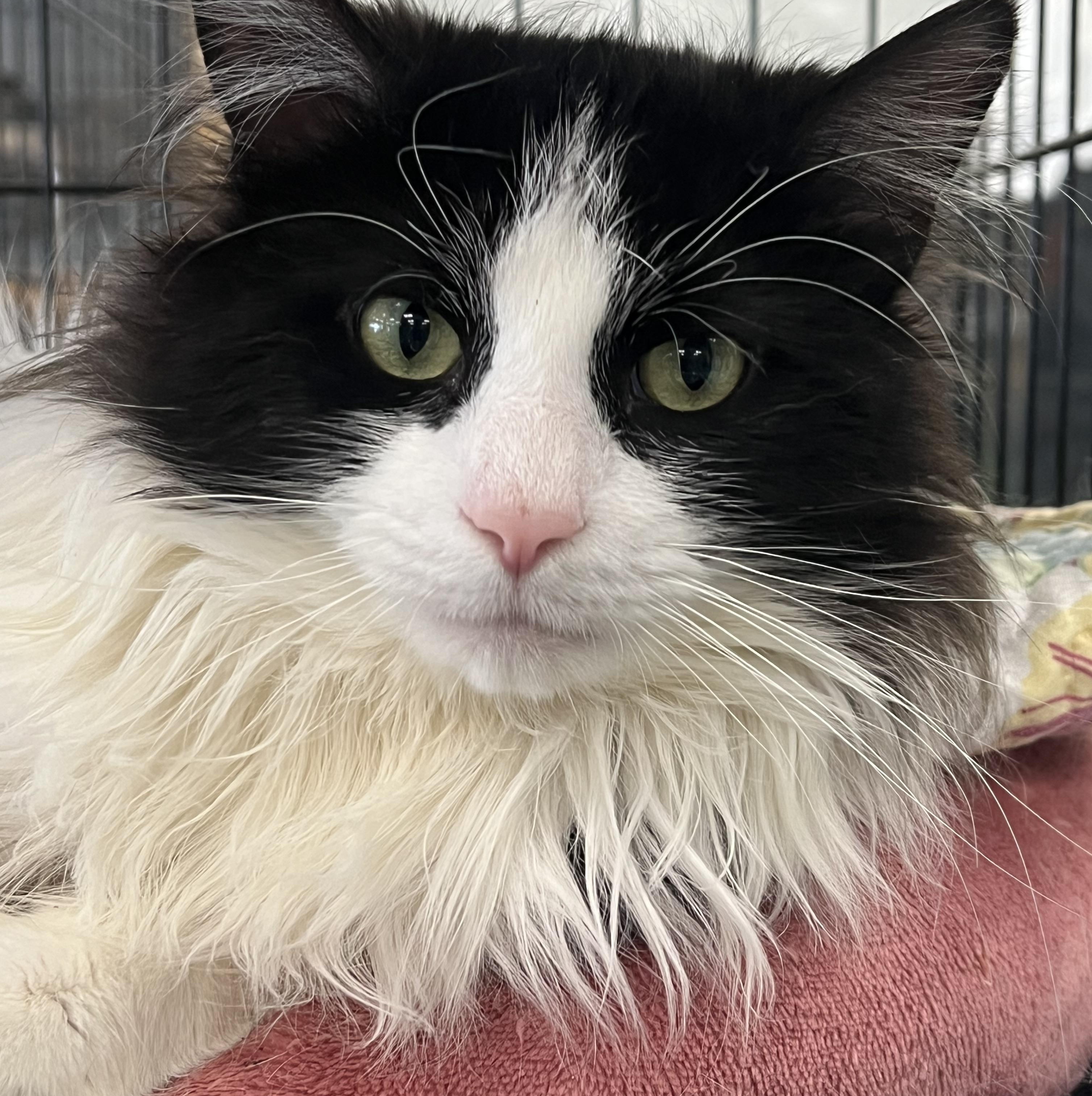 Enlarge Checkers, a ADOPTABLE Domestic Long Hair in Johnston, RI image 4/6