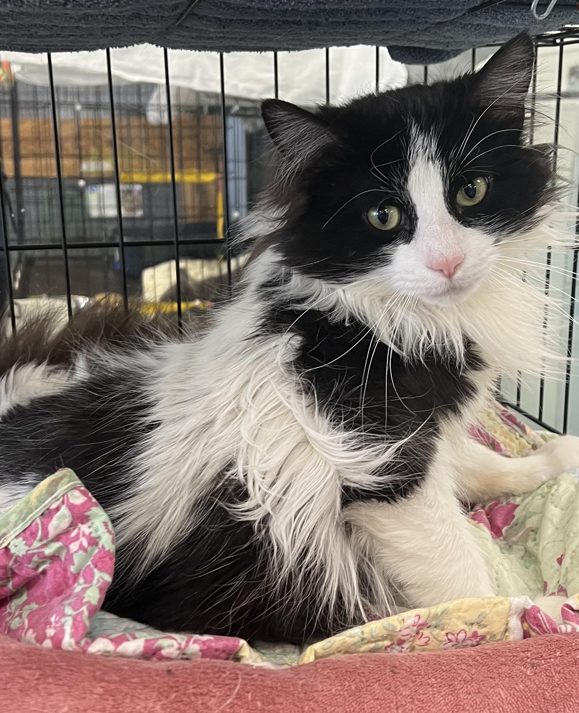 Enlarge Checkers, a ADOPTABLE Domestic Long Hair in Johnston, RI image 2/6