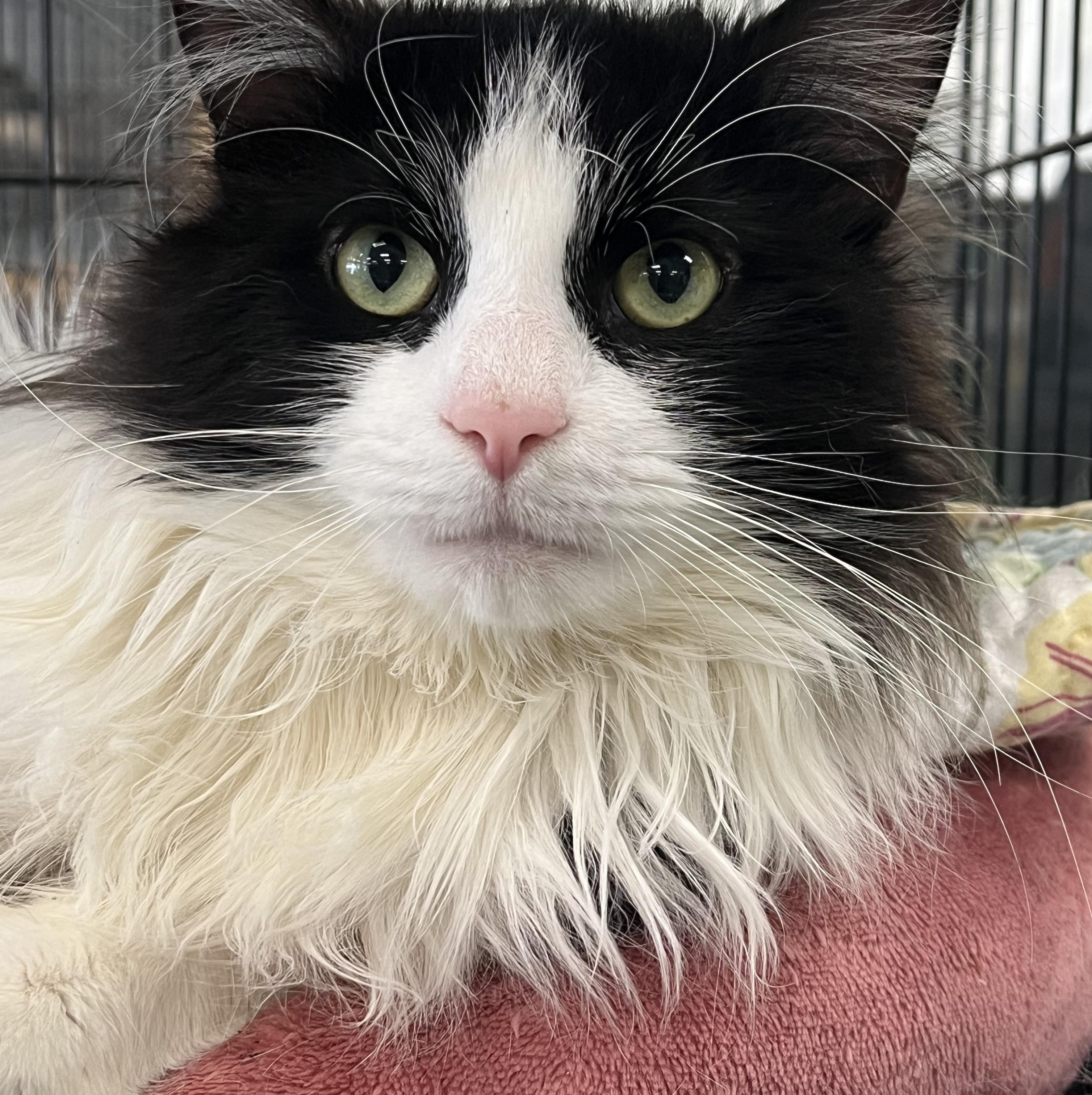 Enlarge Checkers, a ADOPTABLE Domestic Long Hair in Johnston, RI image 1/6