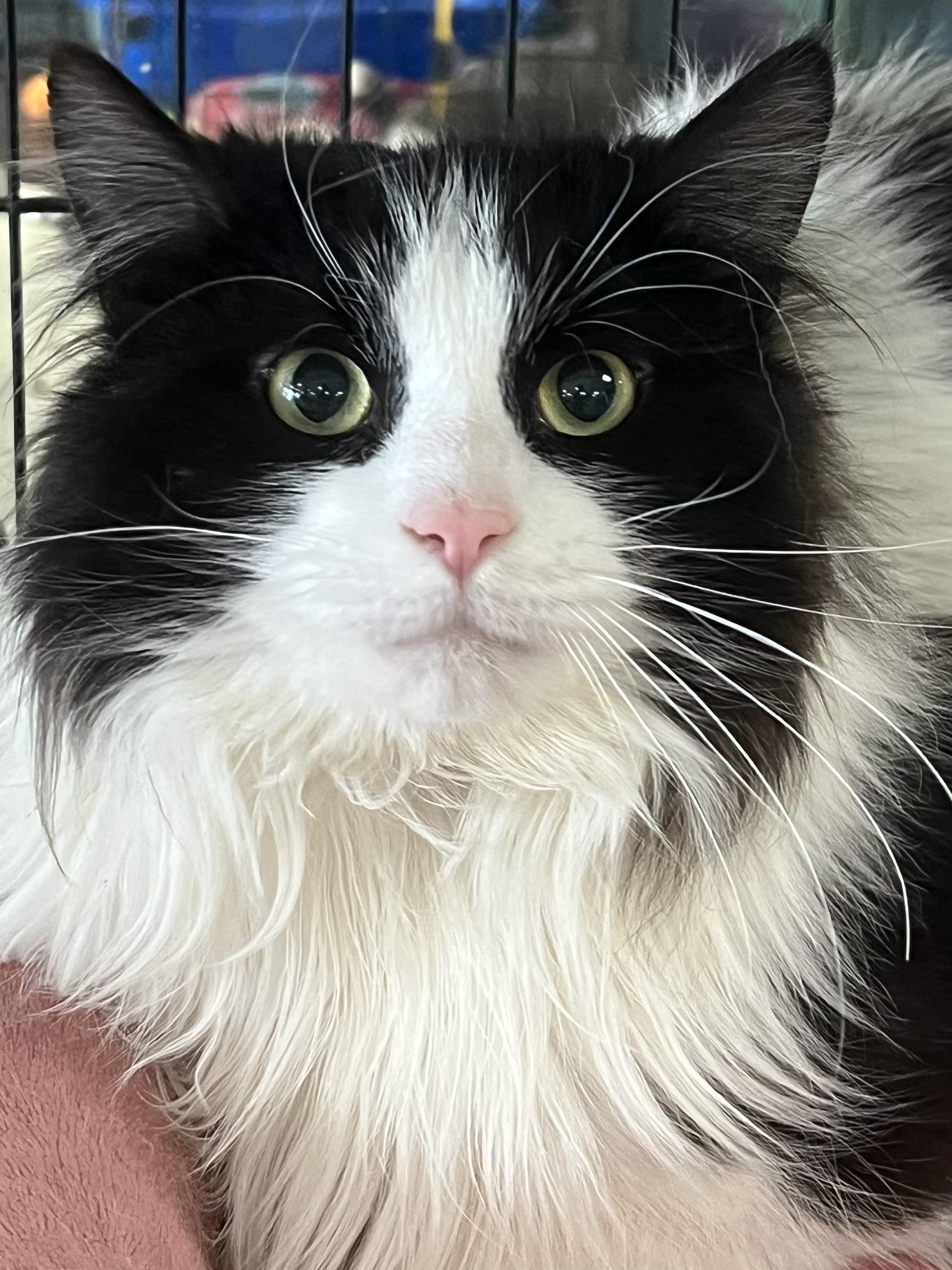Enlarge Checkers, a ADOPTABLE Domestic Long Hair in Johnston, RI image 3/6