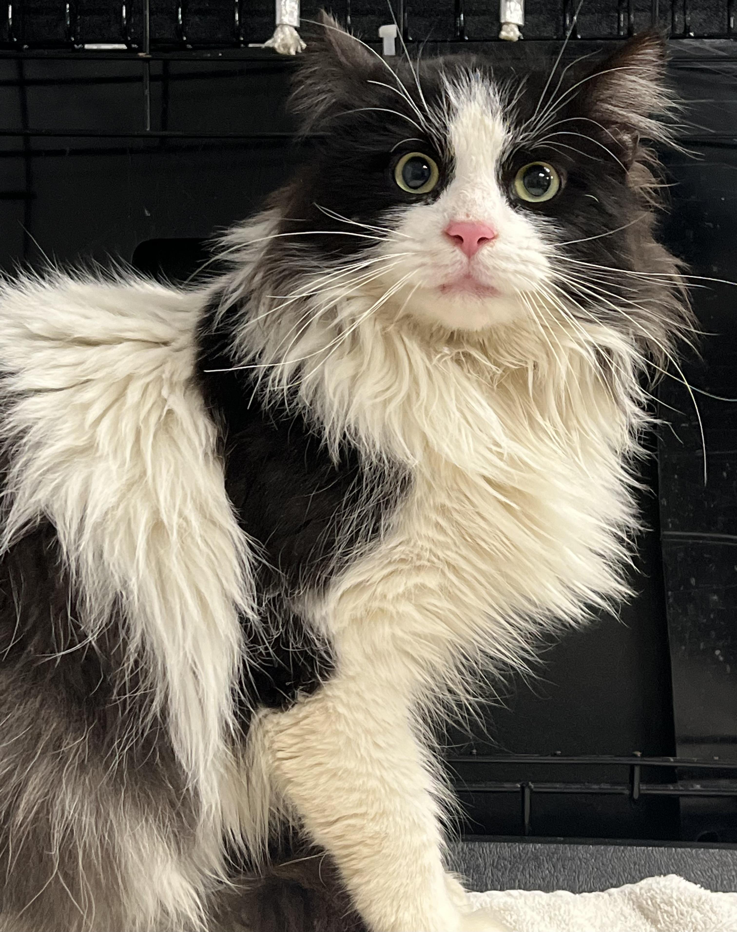 Enlarge Checkers, a ADOPTABLE Domestic Long Hair in Johnston, RI image 6/6