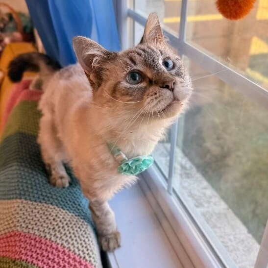 Mystery Cusimano — thumbnail 5