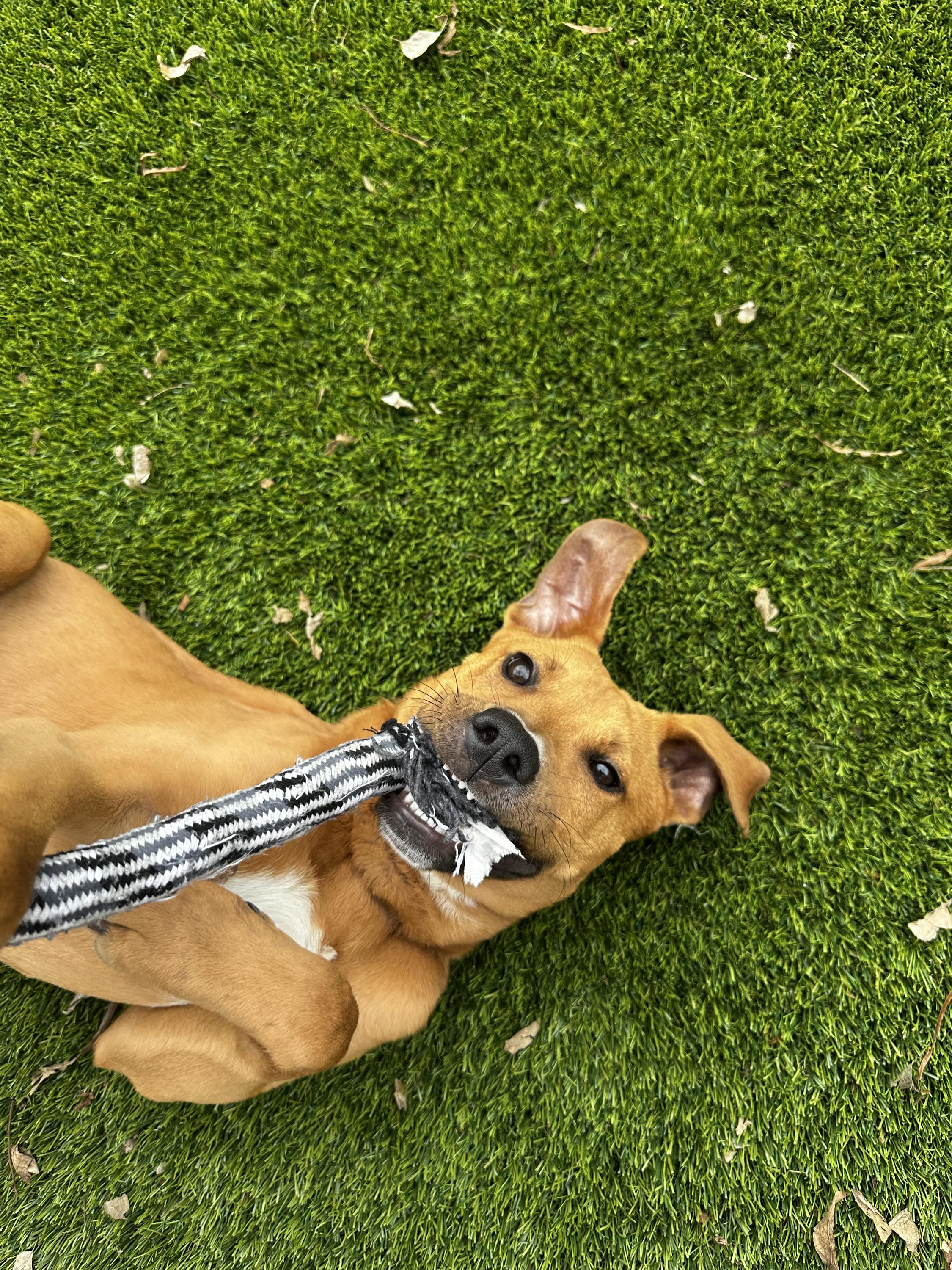 Scout, a ADOPTABLE mixed breed in Houston, TX image 4/6