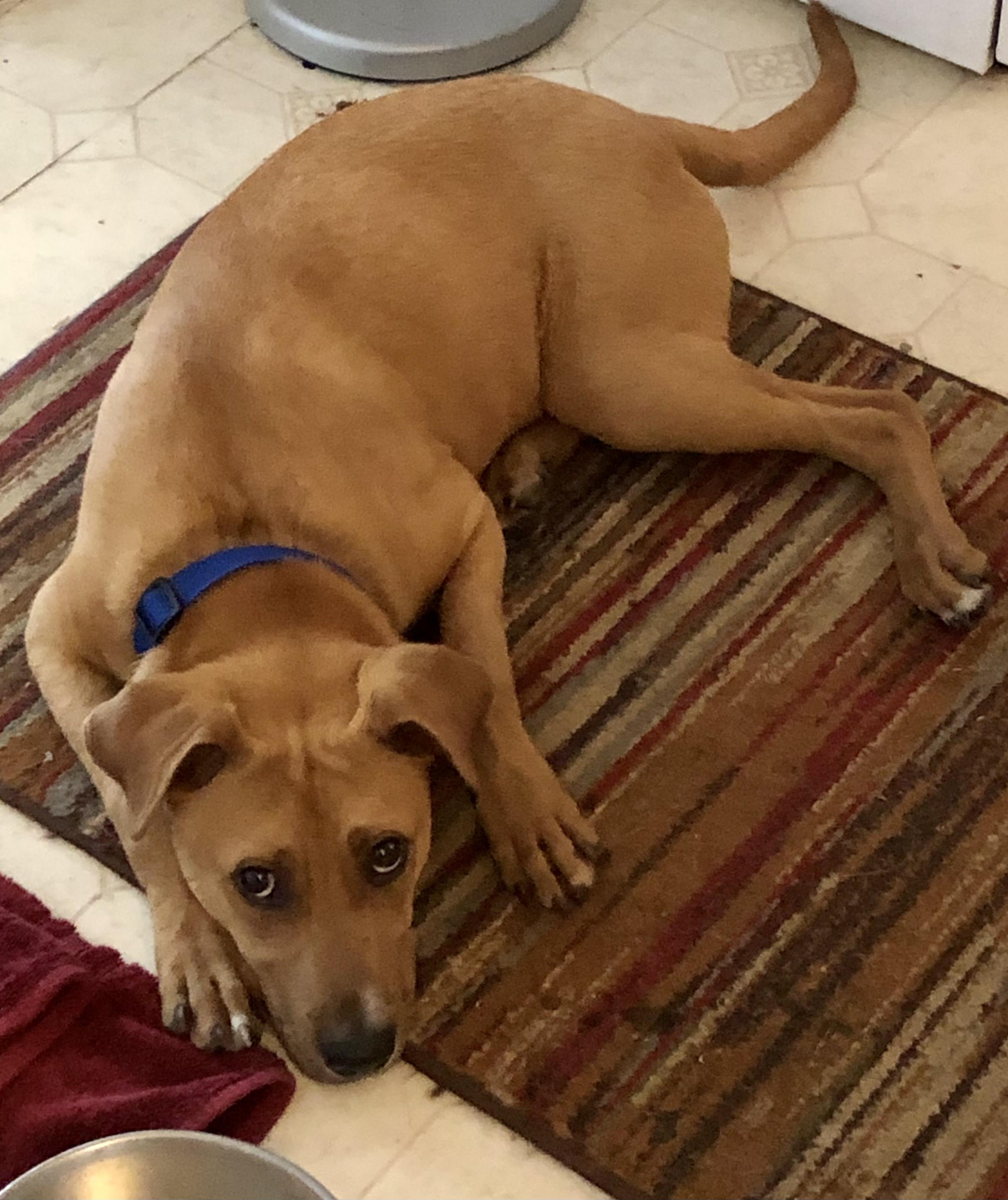 Scout, a ADOPTABLE mixed breed in Houston, TX image 2/6