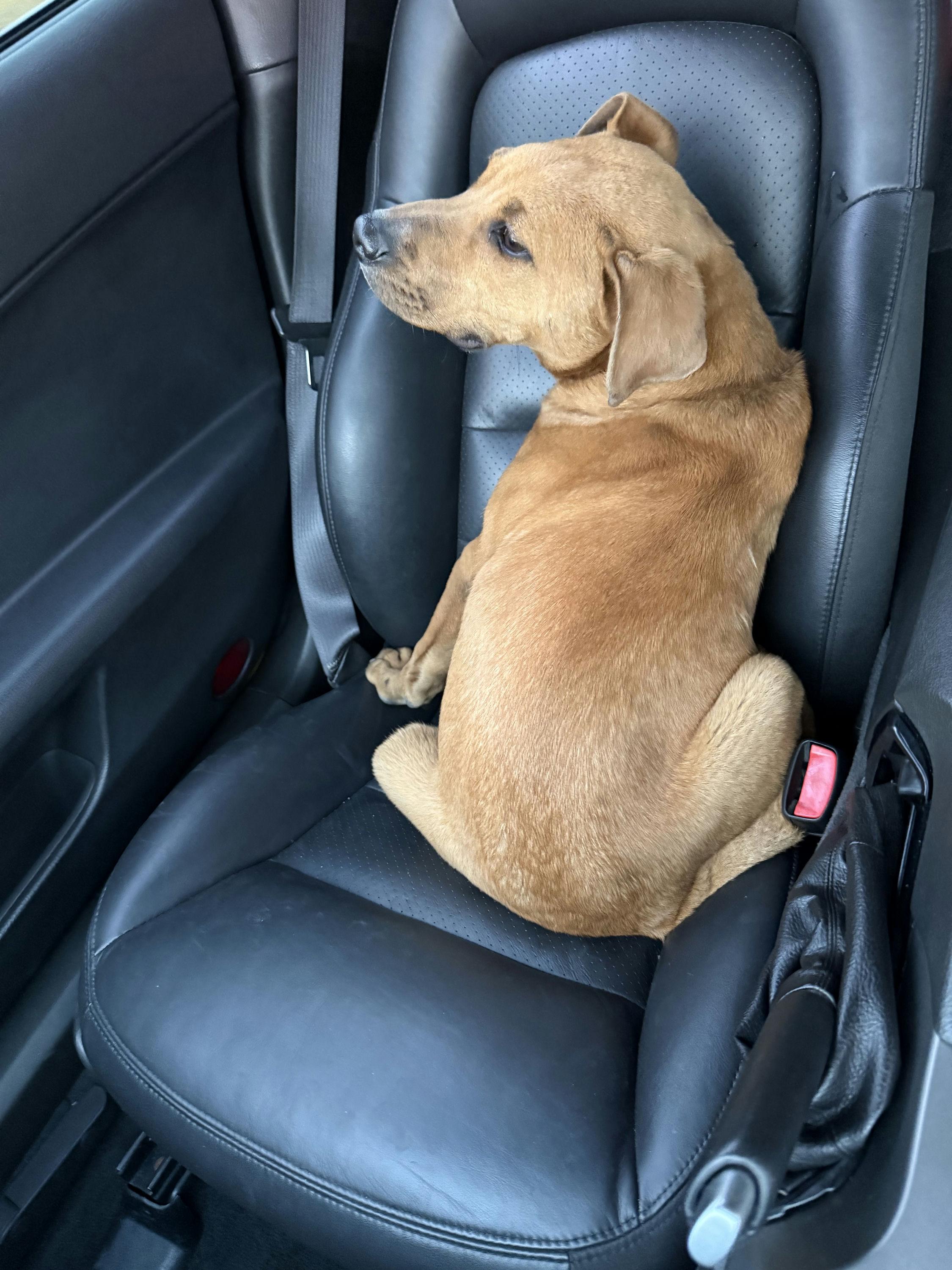 Scout, a ADOPTABLE mixed breed in Houston, TX image 1/6
