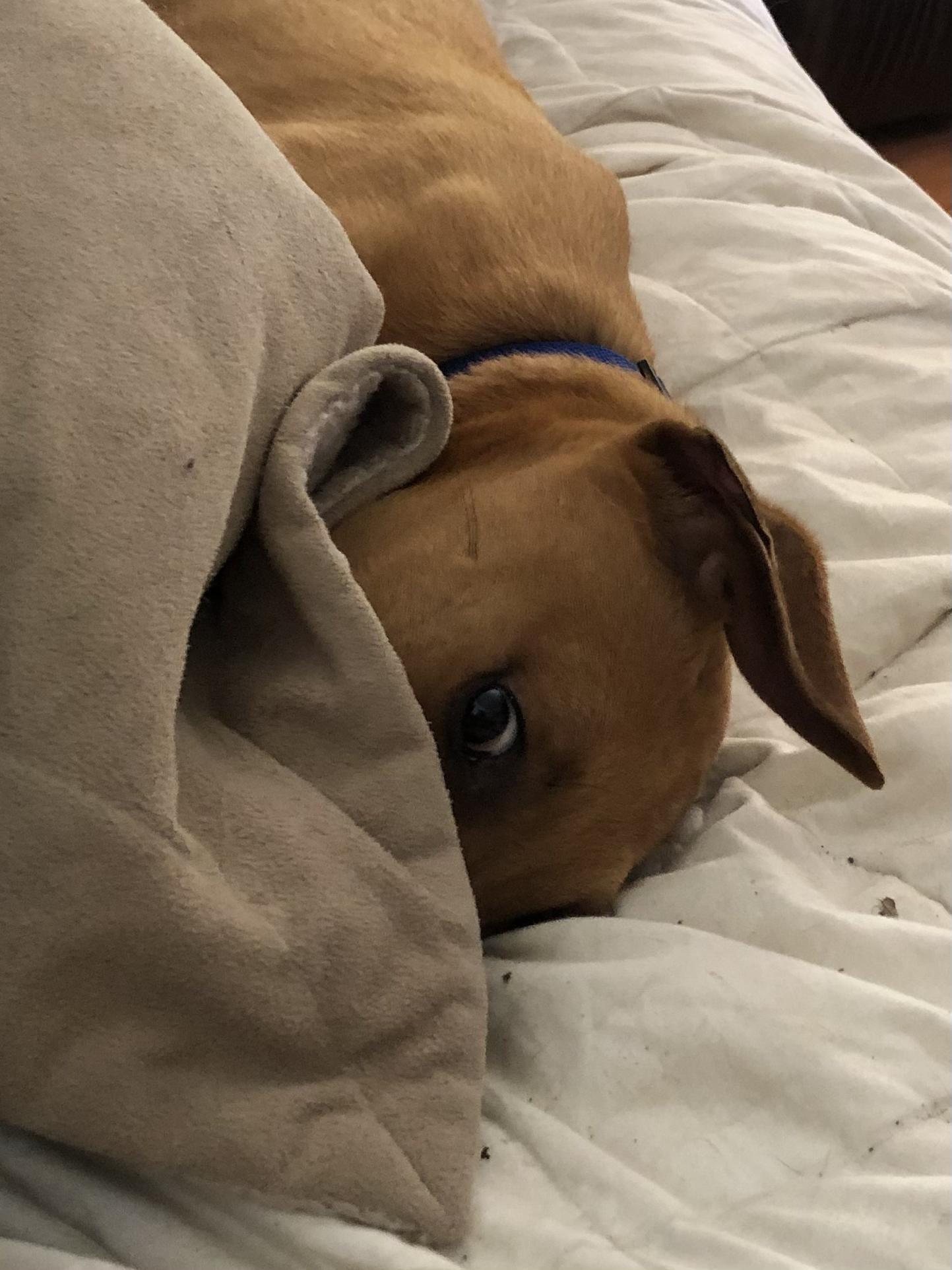 Scout, a ADOPTABLE mixed breed in Houston, TX image 3/6