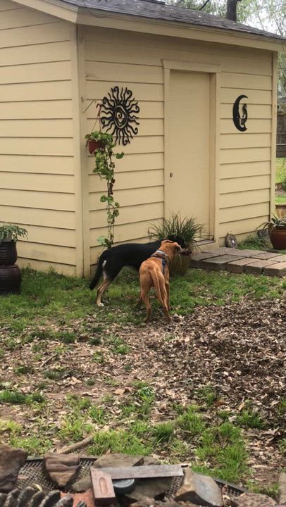 Enlarge Scout, a ADOPTABLE mixed breed in Houston, TX video 6/6