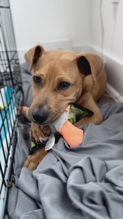 Enlarge Scout, a ADOPTABLE mixed breed in Houston, TX video 5/6