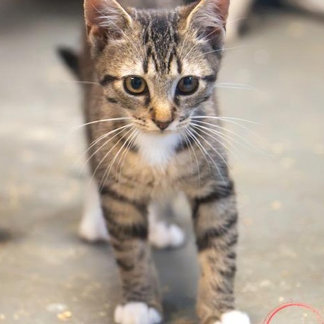 Peanut SOULFUL AND LOVING, a ADOPTABLE mixed breed in Bethel, CT image 2/2