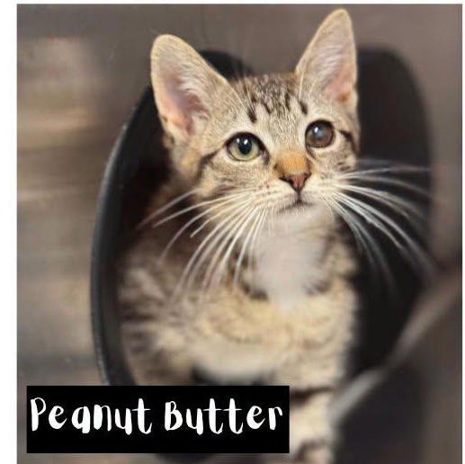 Peanut SOULFUL AND LOVING, a ADOPTABLE mixed breed in Bethel, CT image 1/2
