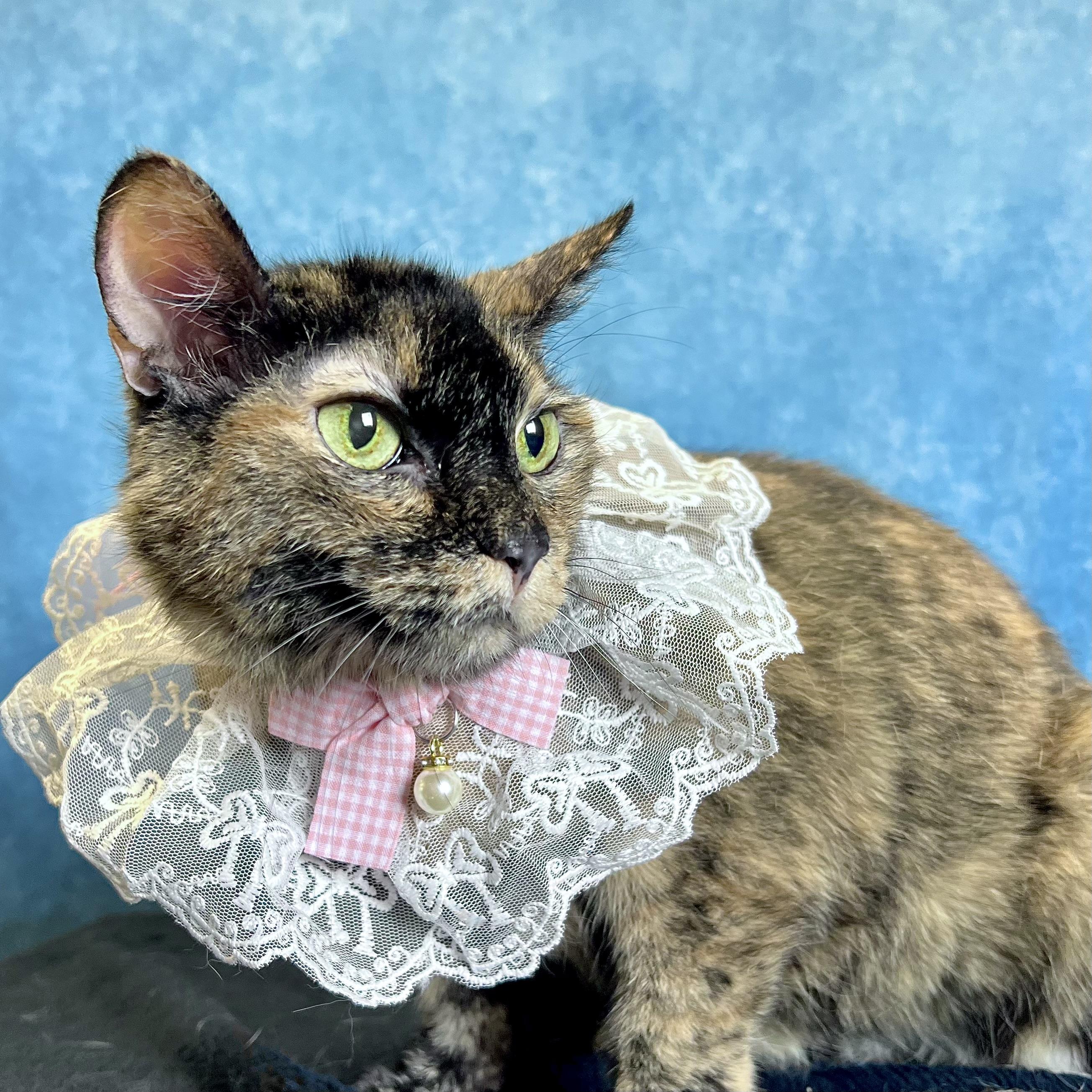 Enlarge Molly, a ADOPTABLE Domestic Short Hair in Fairmont, MN image 2/6