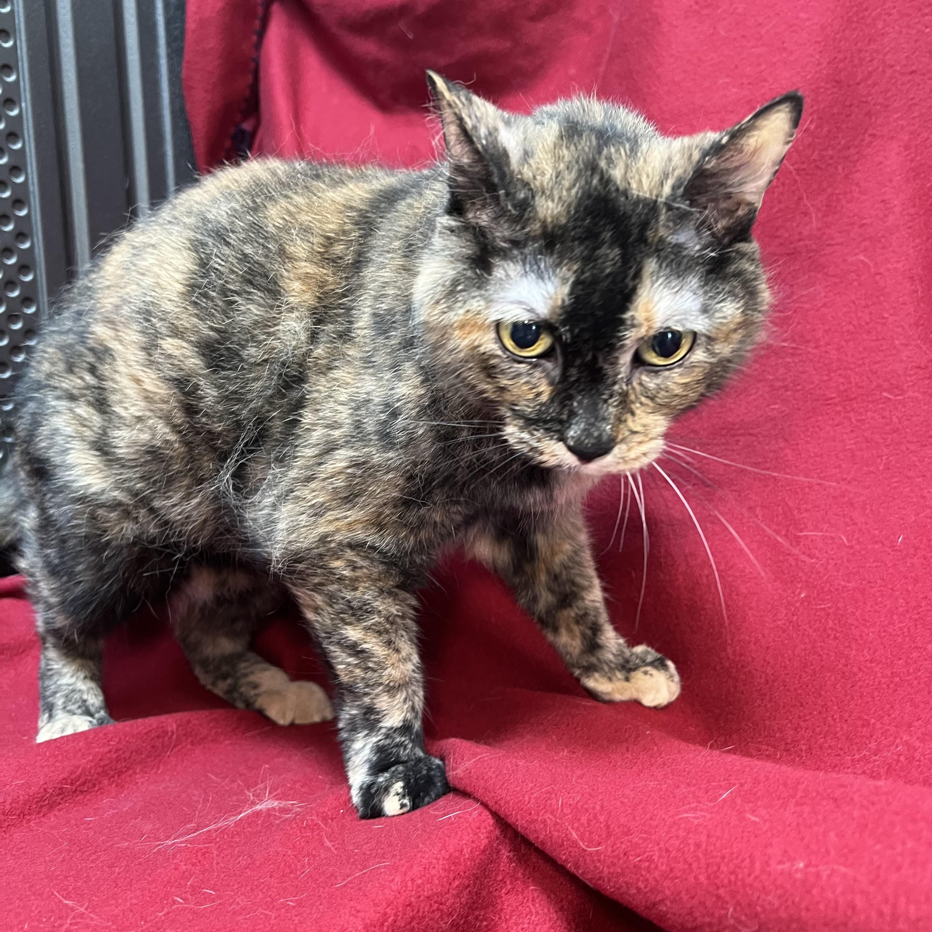 Enlarge Molly, a ADOPTABLE Domestic Short Hair in Fairmont, MN image 5/6
