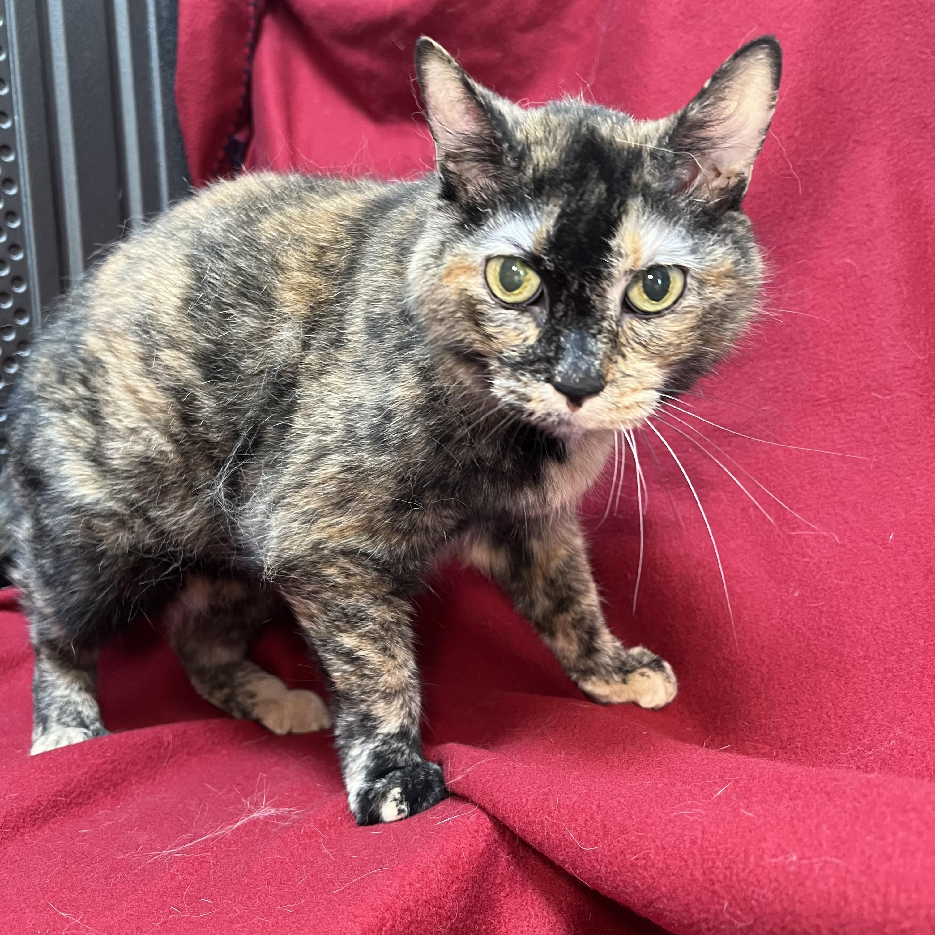 Molly, ADOPTABLE, Senior Female Domestic Short Hair.