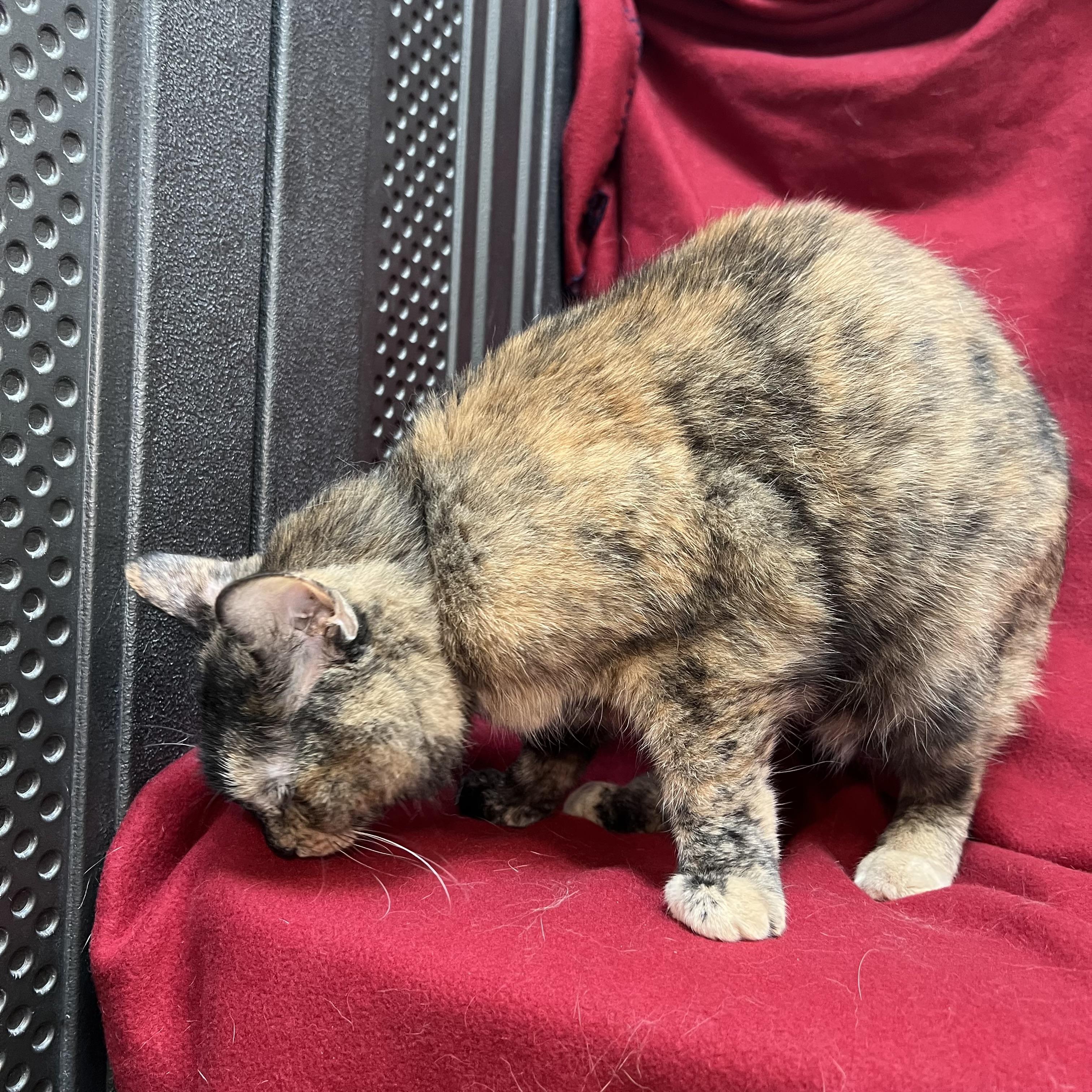 Enlarge Molly, a ADOPTABLE Domestic Short Hair in Fairmont, MN image 6/6