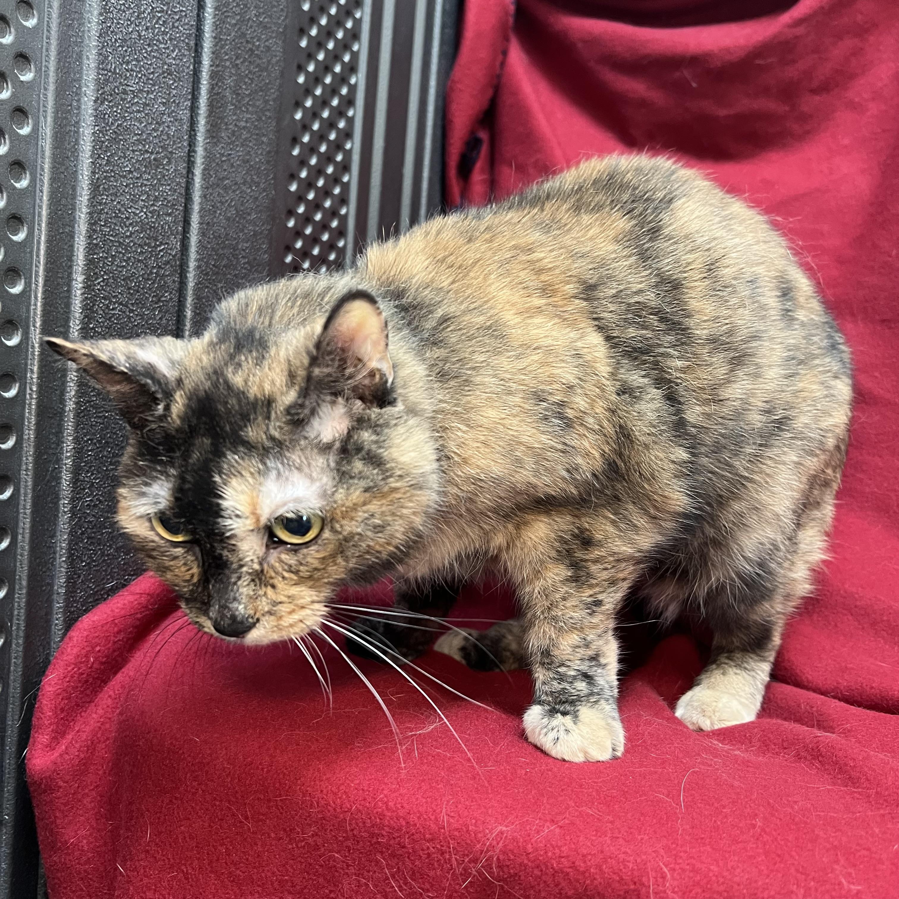 Enlarge Molly, a ADOPTABLE Domestic Short Hair in Fairmont, MN image 3/6