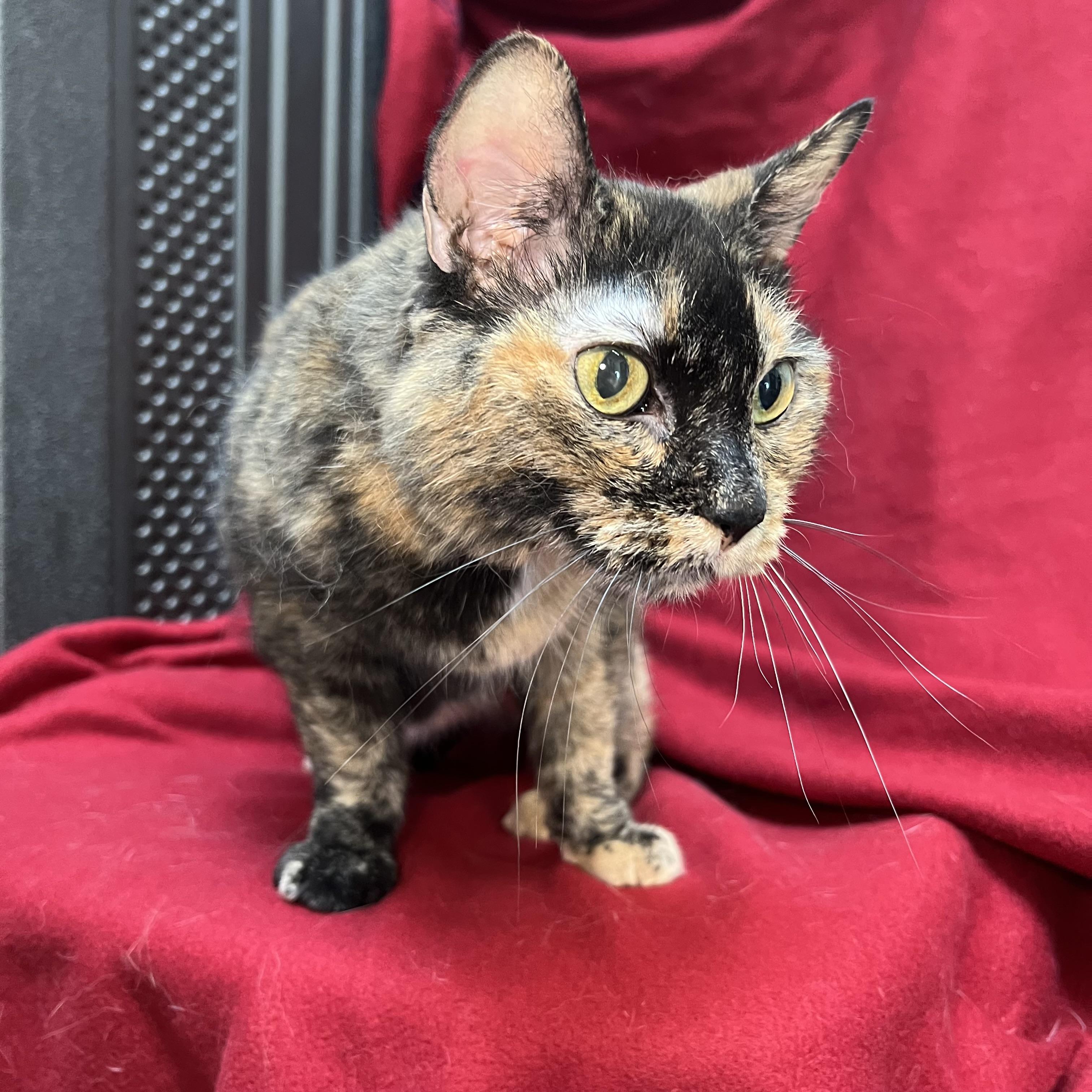 Enlarge Molly, a ADOPTABLE Domestic Short Hair in Fairmont, MN image 2/6