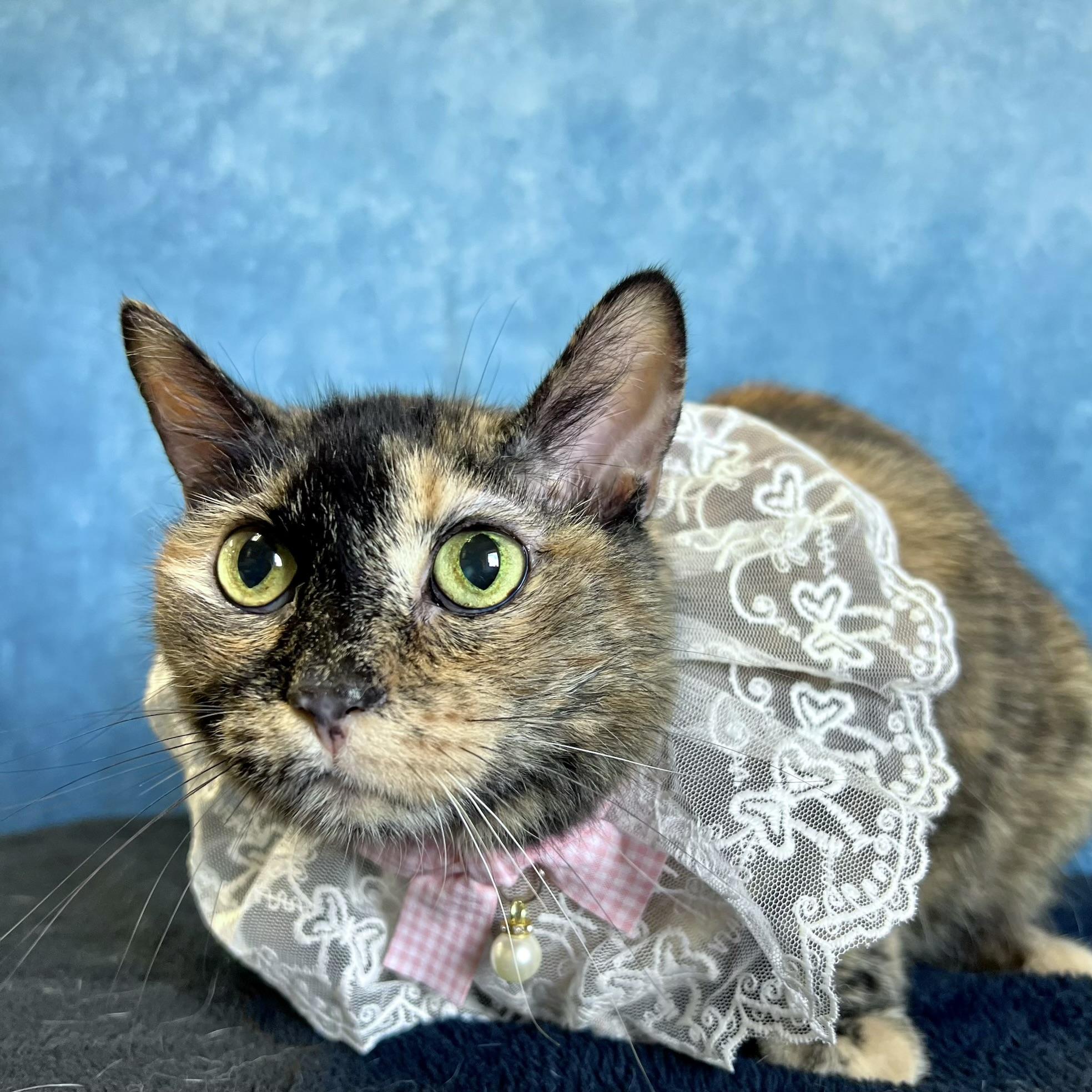 Enlarge Molly, a ADOPTABLE Domestic Short Hair in Fairmont, MN image 1/6