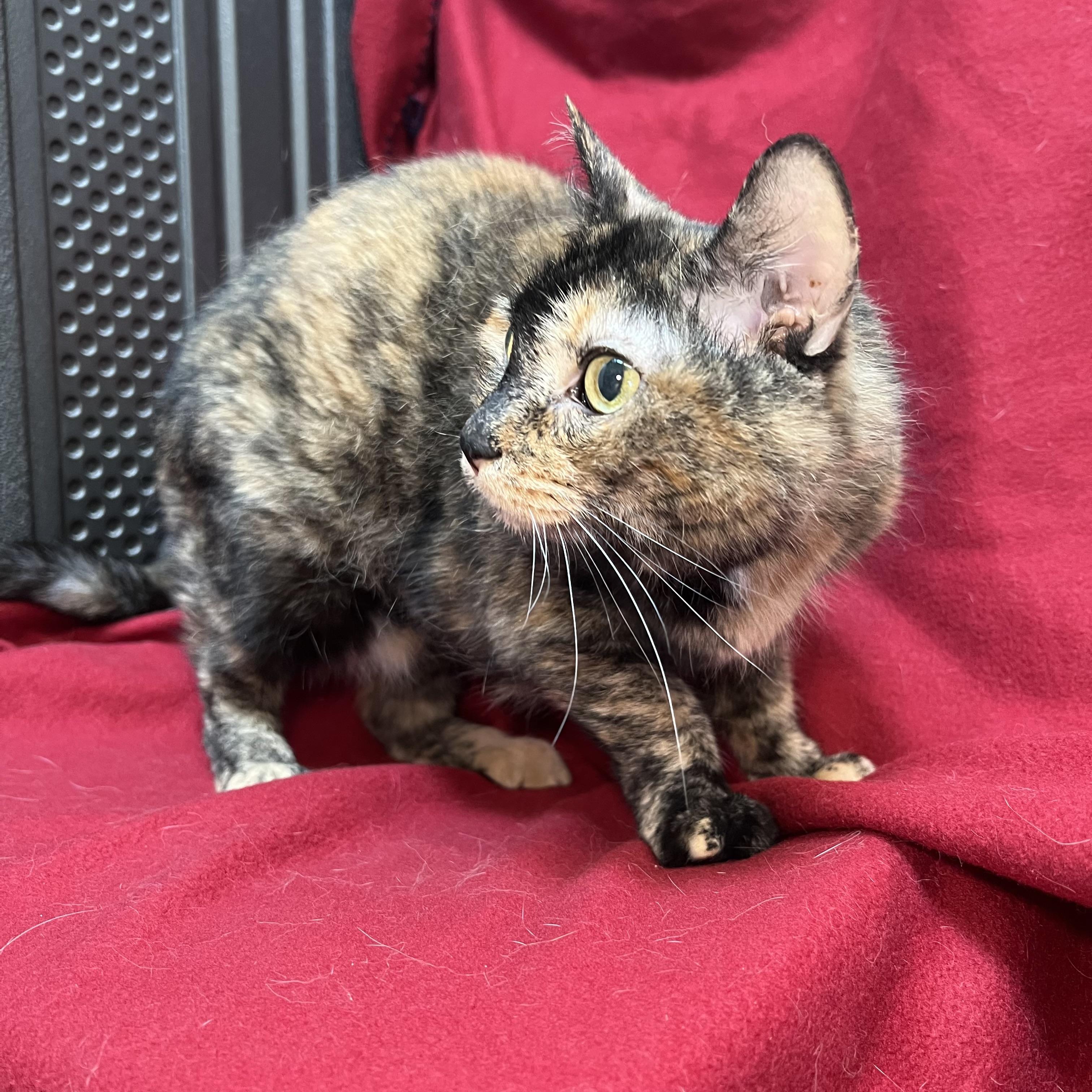 Enlarge Molly, a ADOPTABLE Domestic Short Hair in Fairmont, MN image 4/6