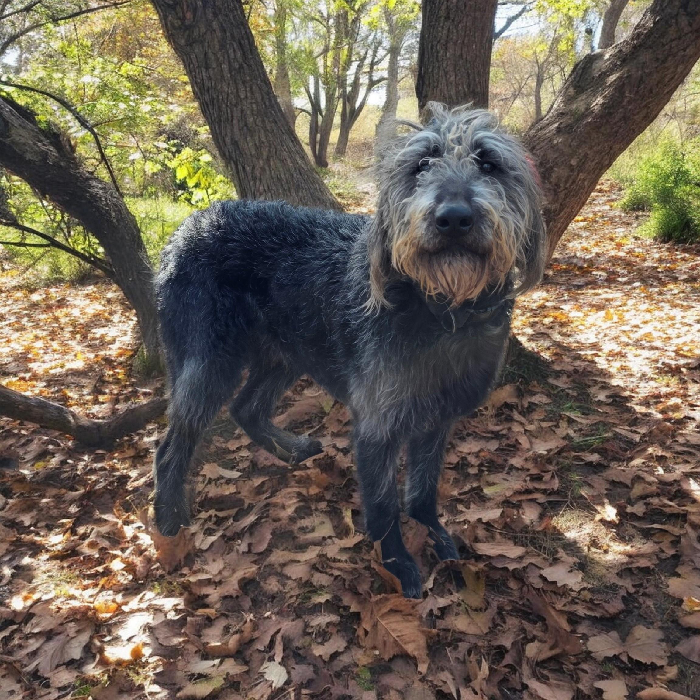 Chunges, ADOPTABLE, Adult Male Labradoodle.