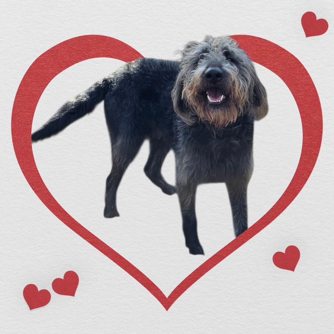 Enlarge Chunges - COMING SOON!, a ADOPTABLE Labradoodle in Dallas, GA image 1/1