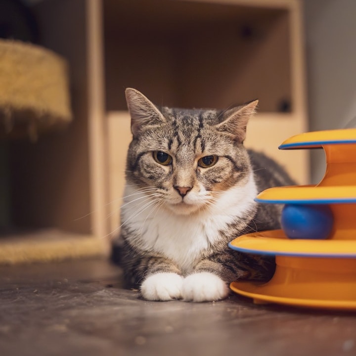 Enlarge Abigail, a Adoptable Tabby in Astoria, NY image 2/2