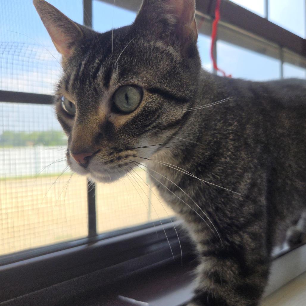 Merlin, Adoptable, Adult Male Domestic Short Hair.