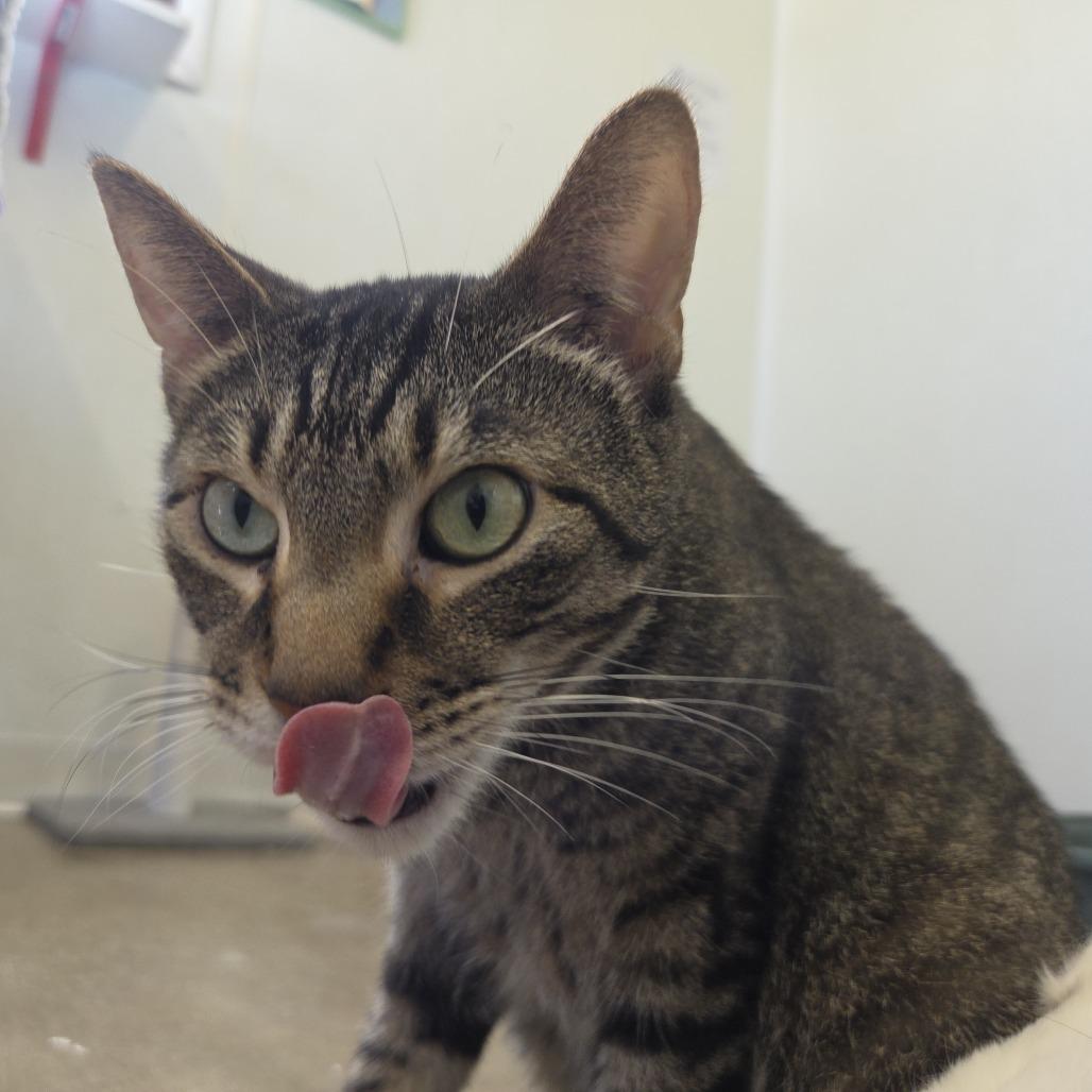 Enlarge Merlin, a Adoptable Domestic Short Hair in Rock Falls, IL image 2/2
