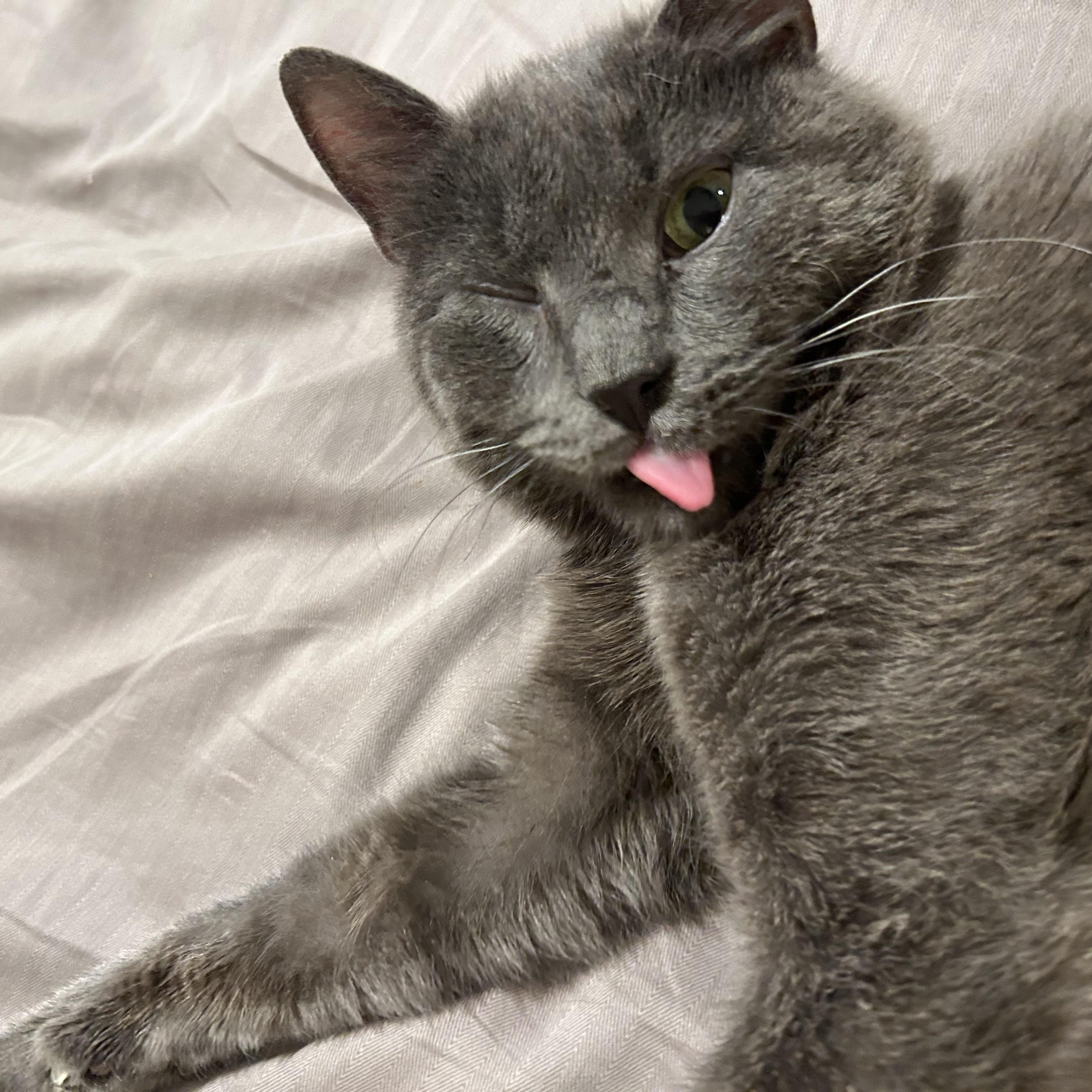 Enlarge Asher, a Adoptable Domestic Short Hair in Wayne, NJ image 5/5