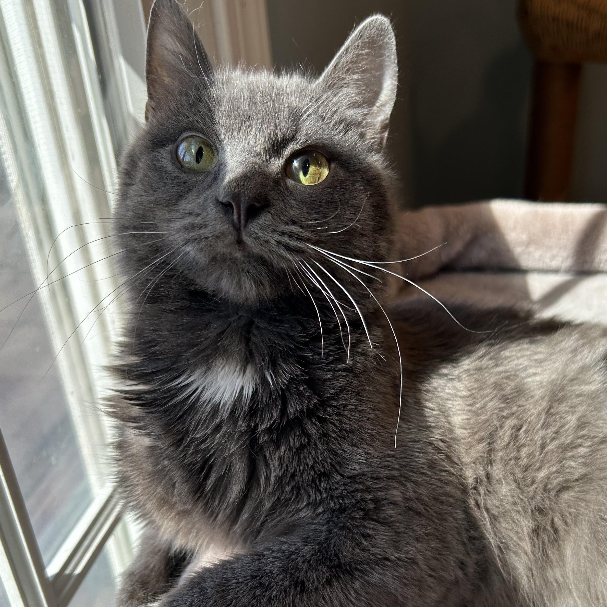 Enlarge Asher, a Adoptable Domestic Short Hair in Wayne, NJ image 1/5