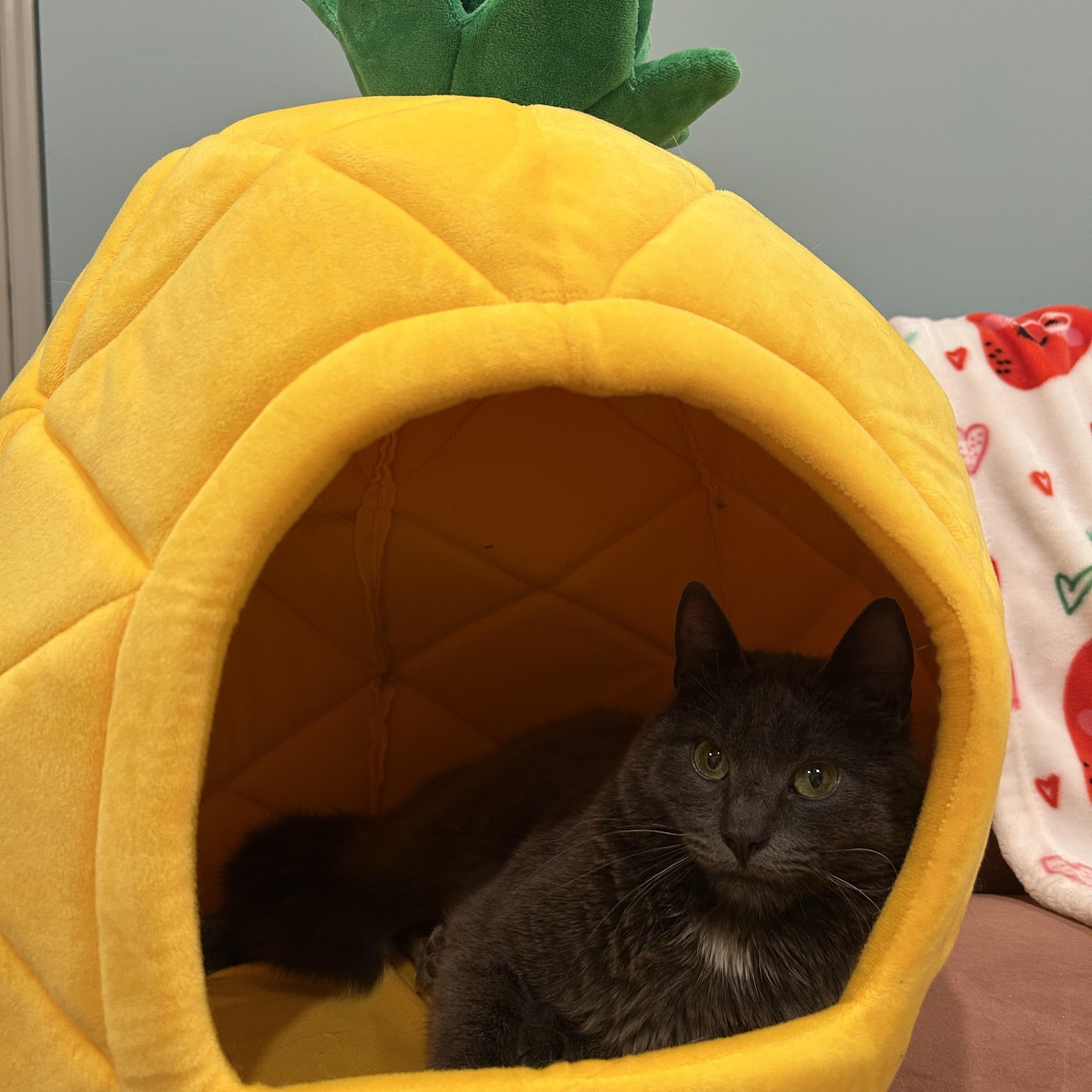 Enlarge Asher, a Adoptable Domestic Short Hair in Wayne, NJ image 4/5