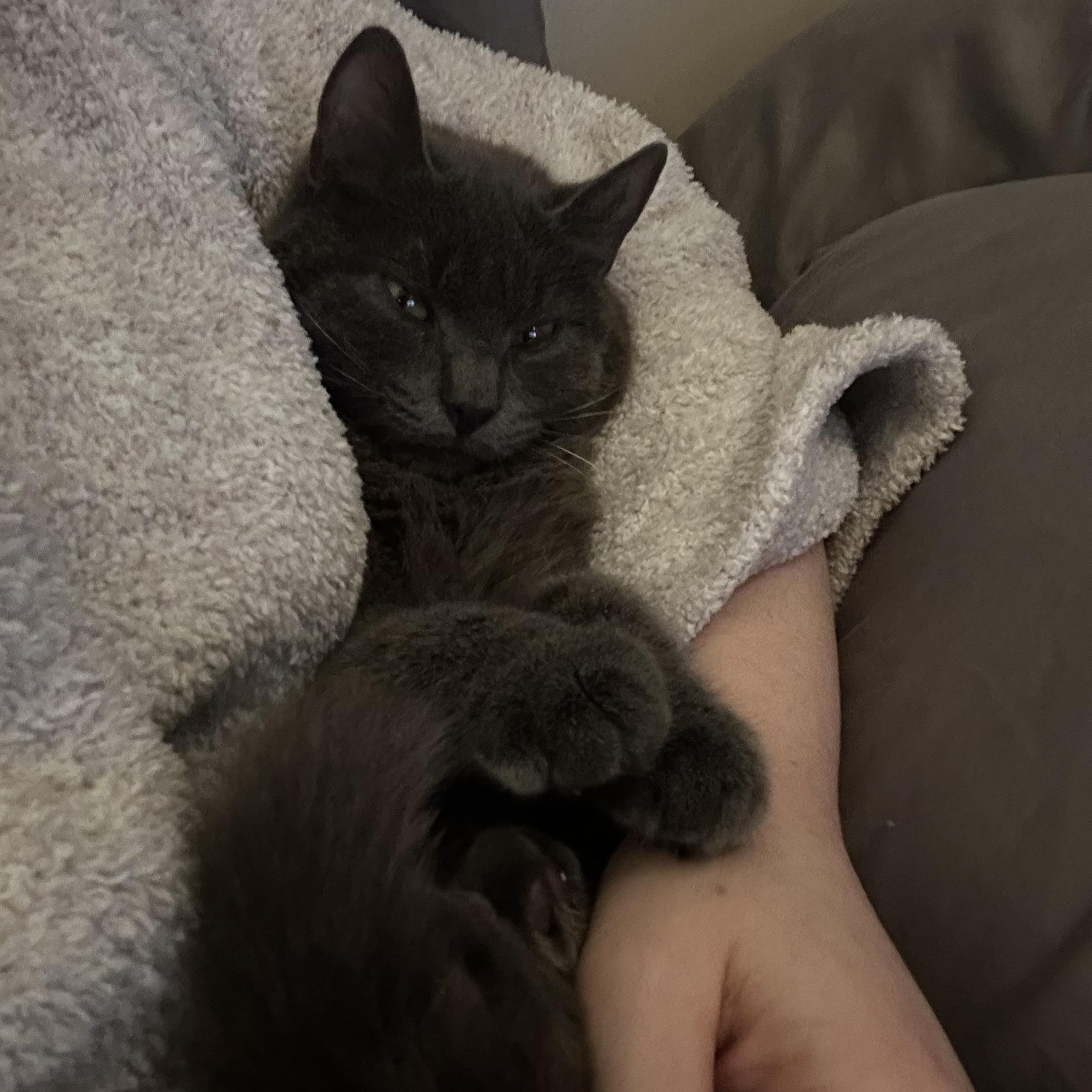 Enlarge Asher, a Adoptable Domestic Short Hair in Wayne, NJ image 3/5