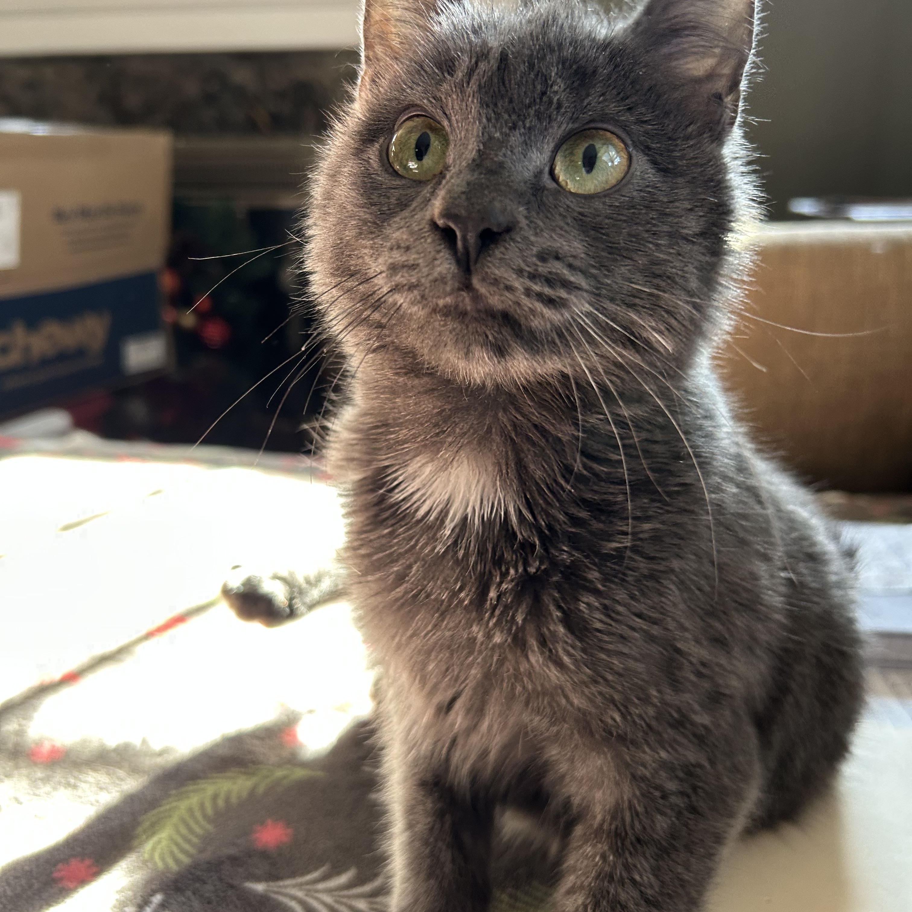 Enlarge Asher, a Adoptable Domestic Short Hair in Wayne, NJ image 2/5