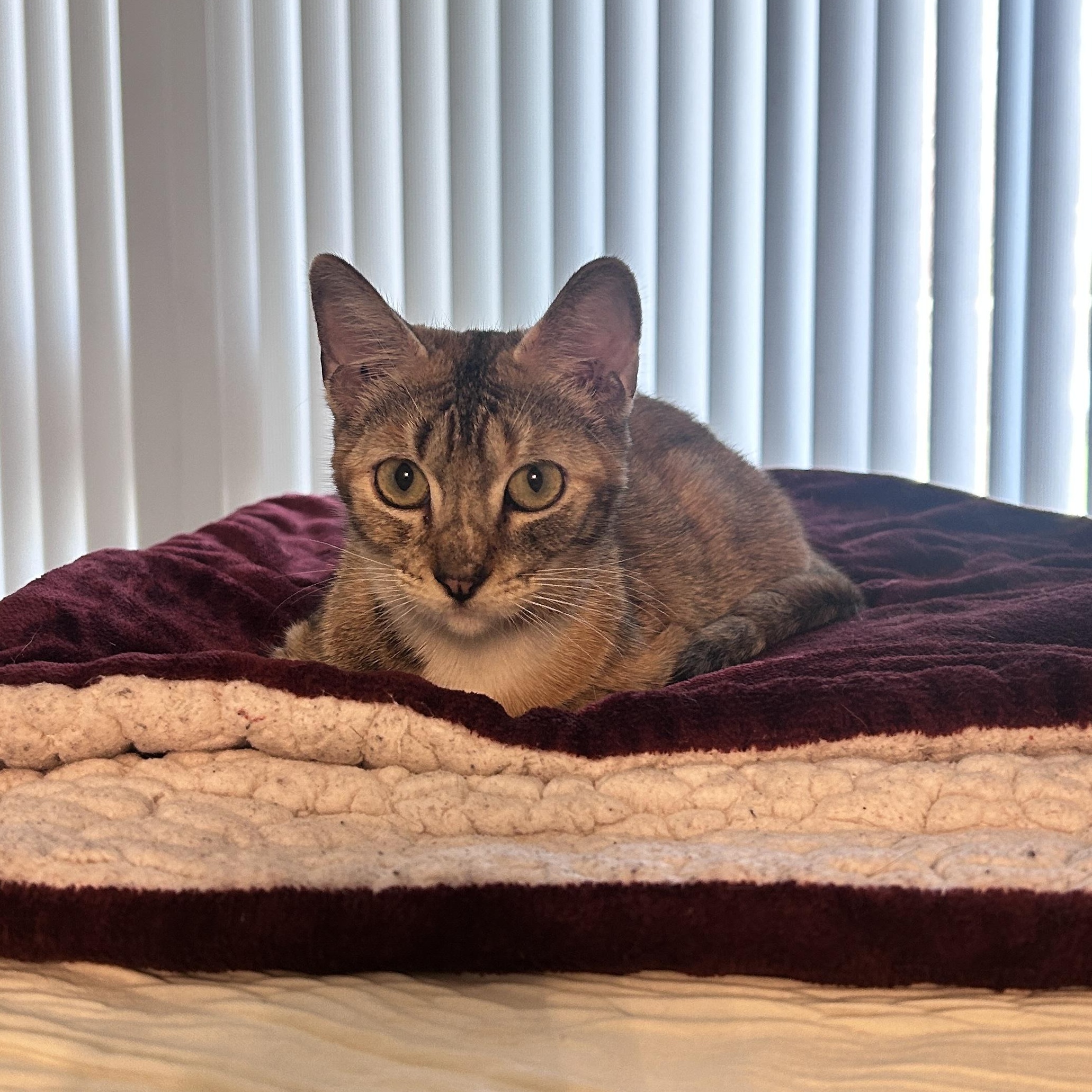 Delaney — thumbnail 2