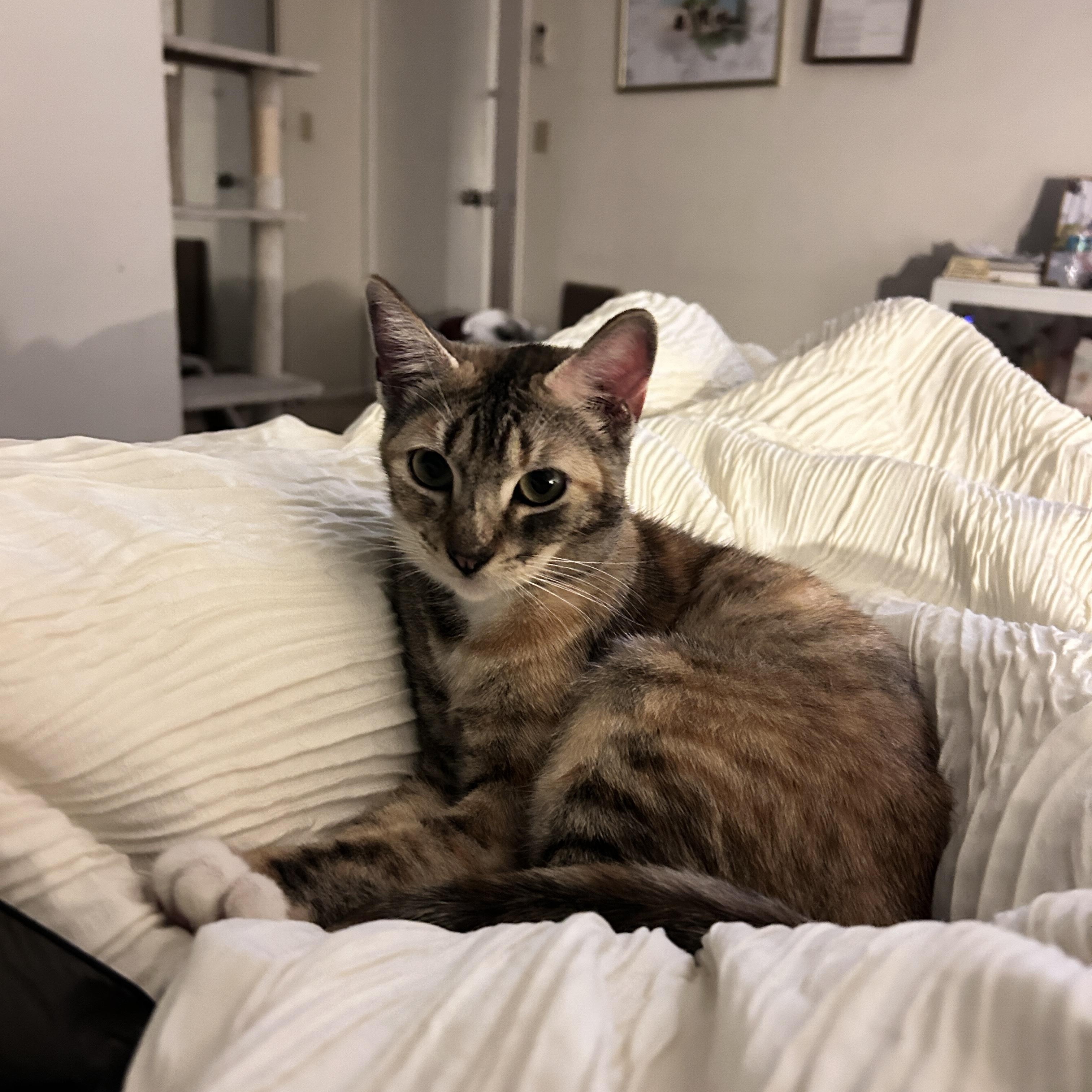 Delaney — thumbnail 4