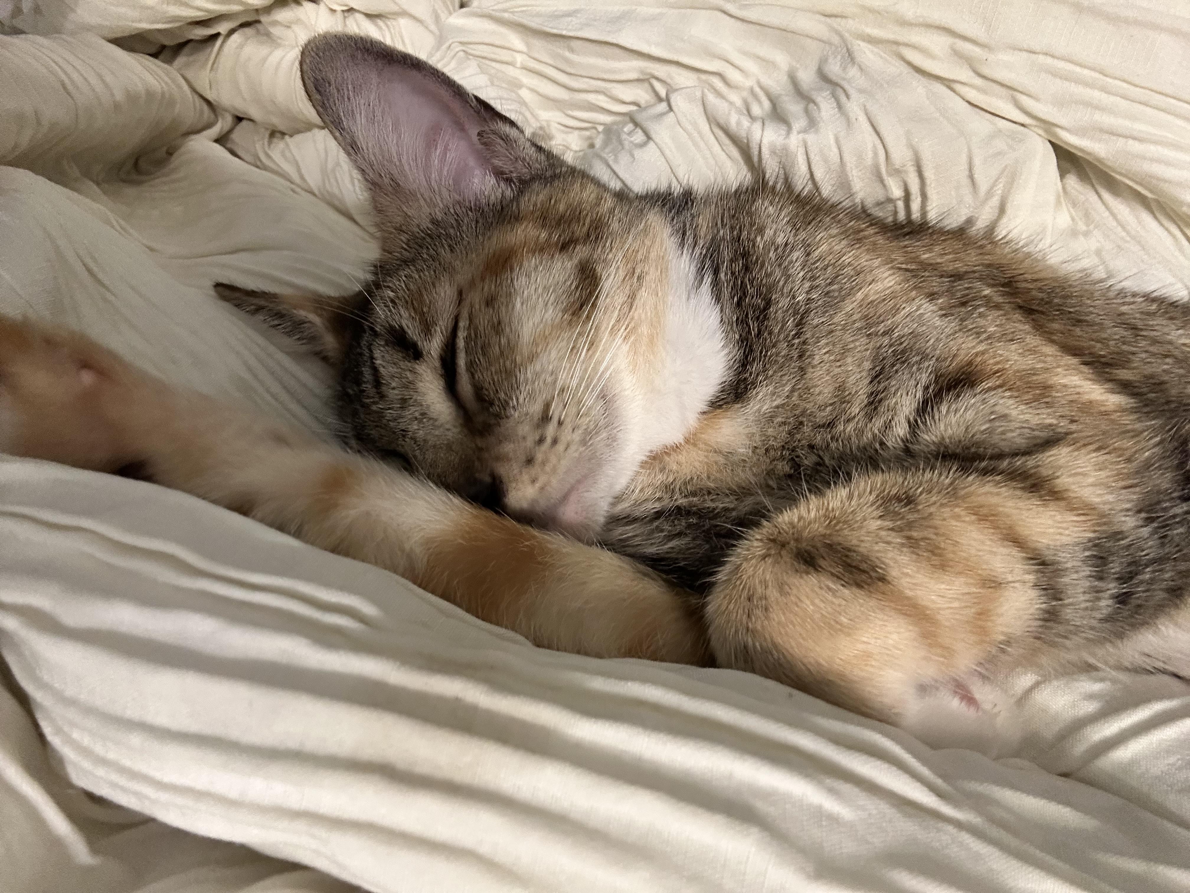 Delaney — thumbnail 5