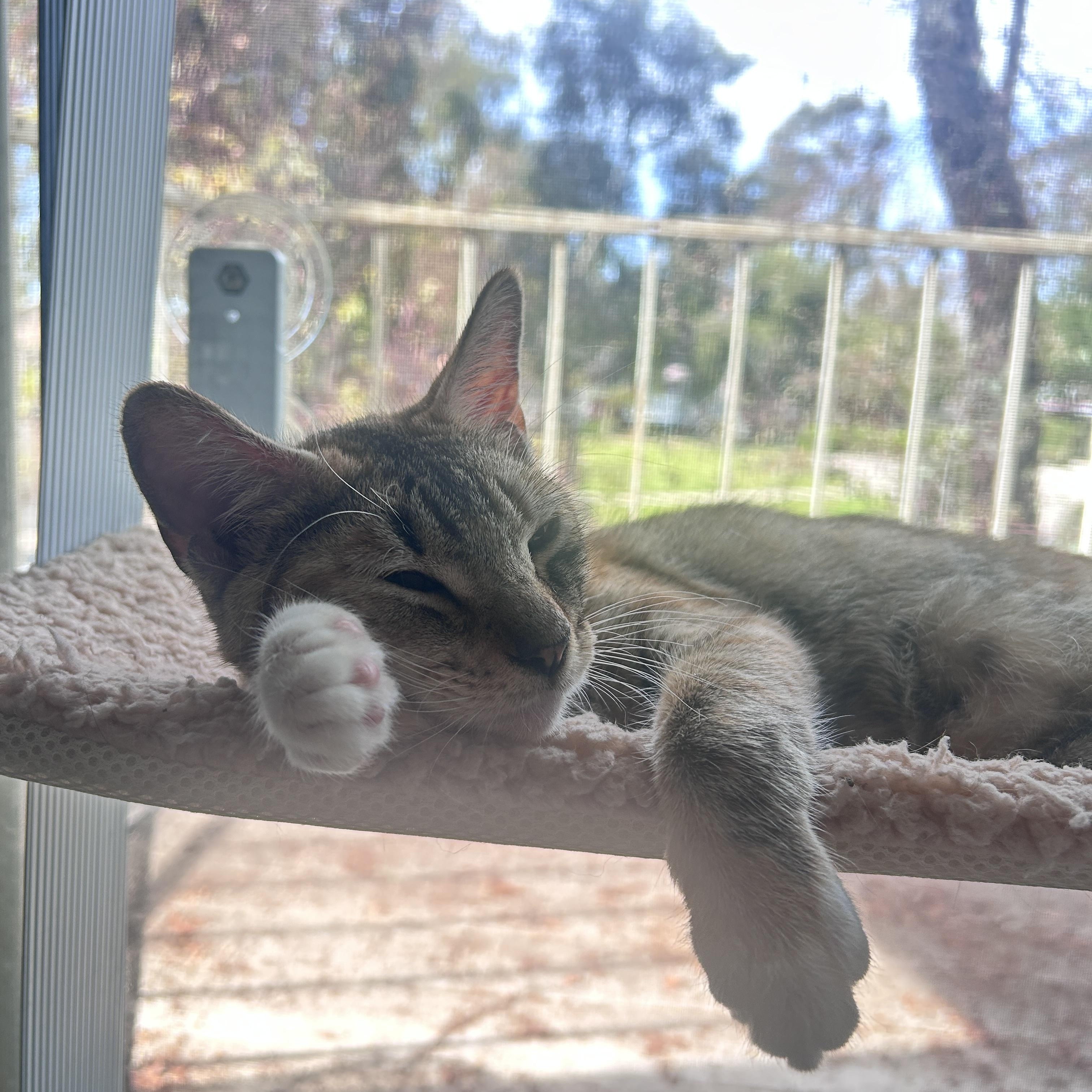 Delaney — thumbnail 6